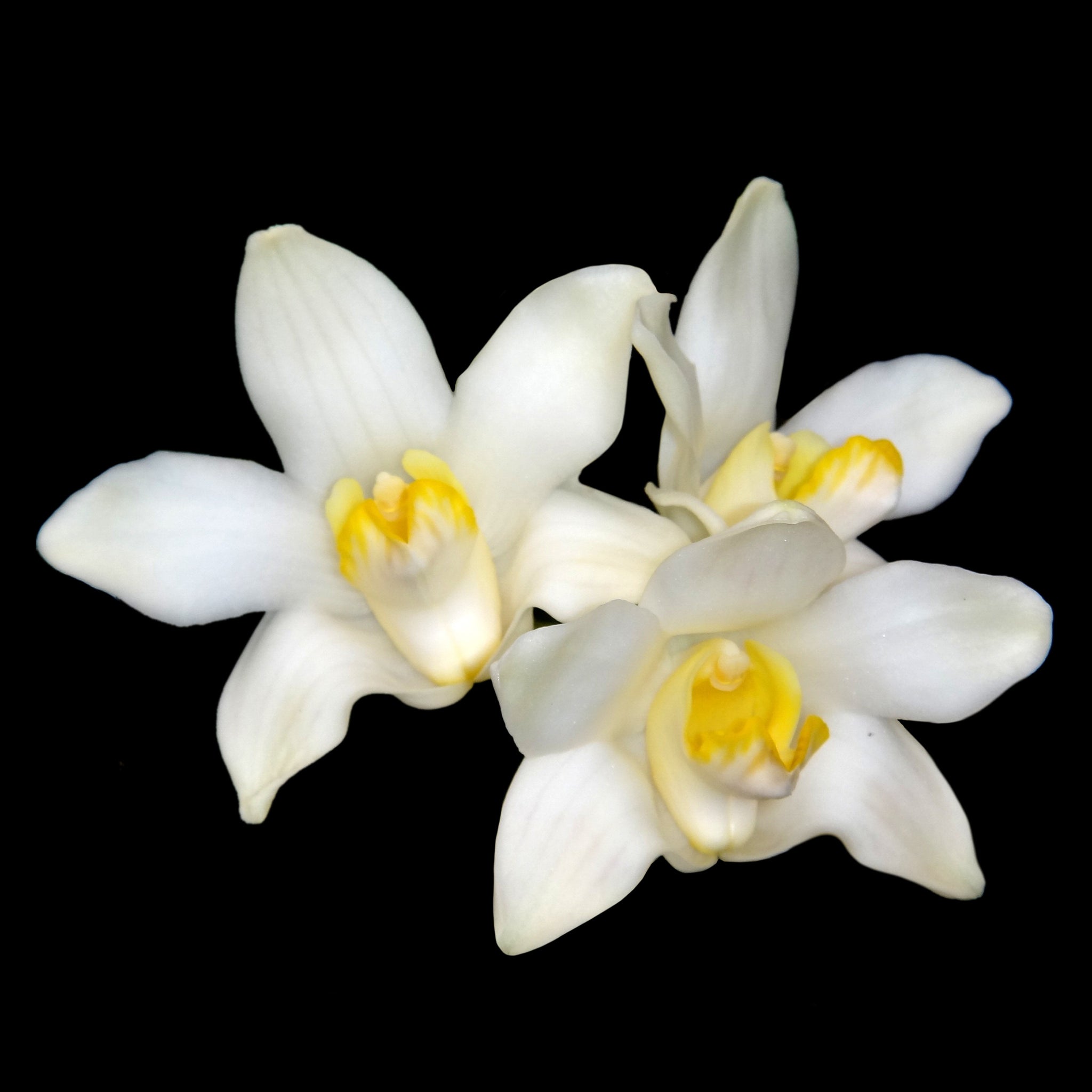 Chysis bractescens with arching pseudobulbs and creamy white flowers with yellow-orange lips.