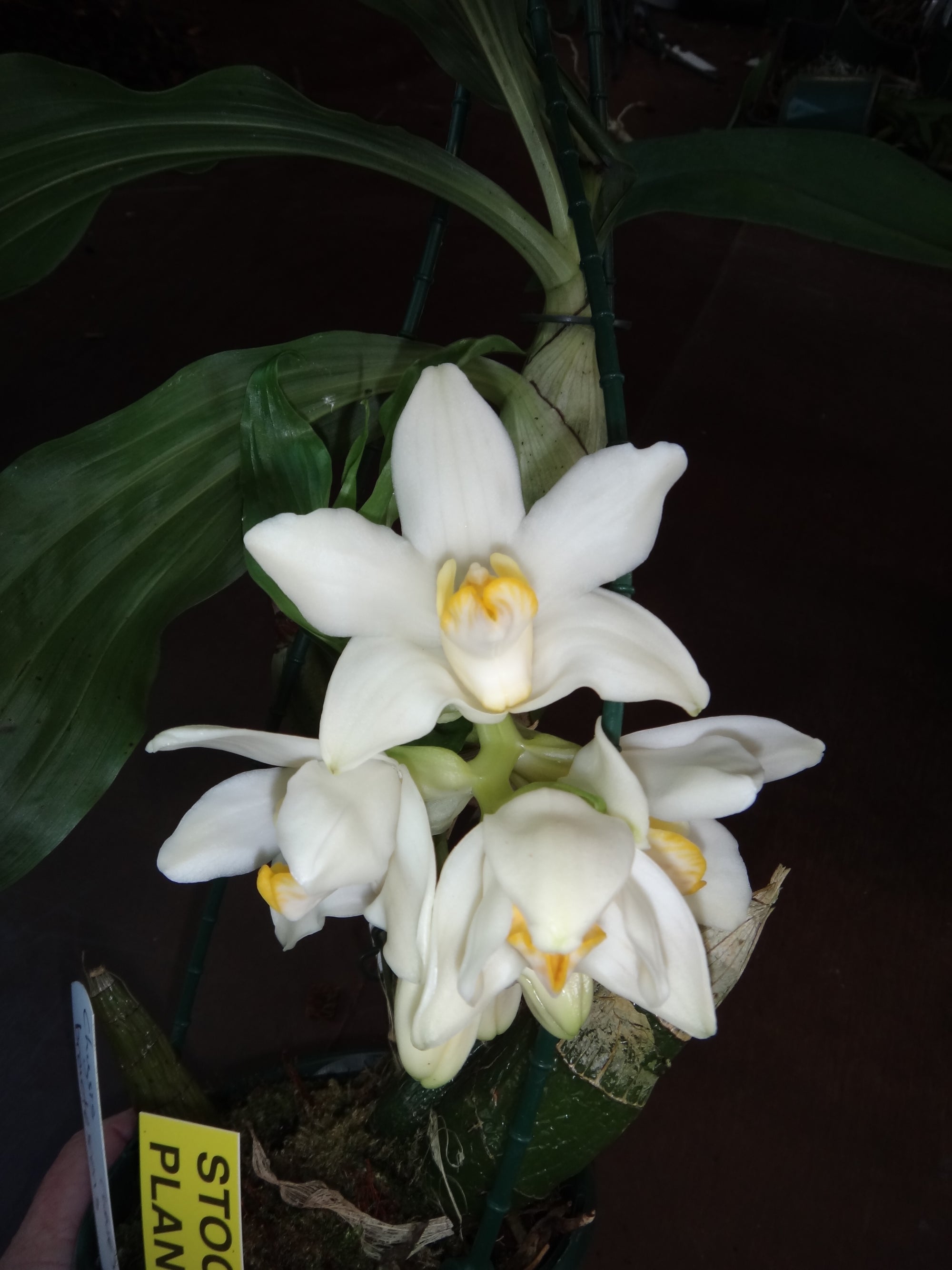 Chysis bractescens with arching pseudobulbs and creamy white flowers with yellow-orange lips.