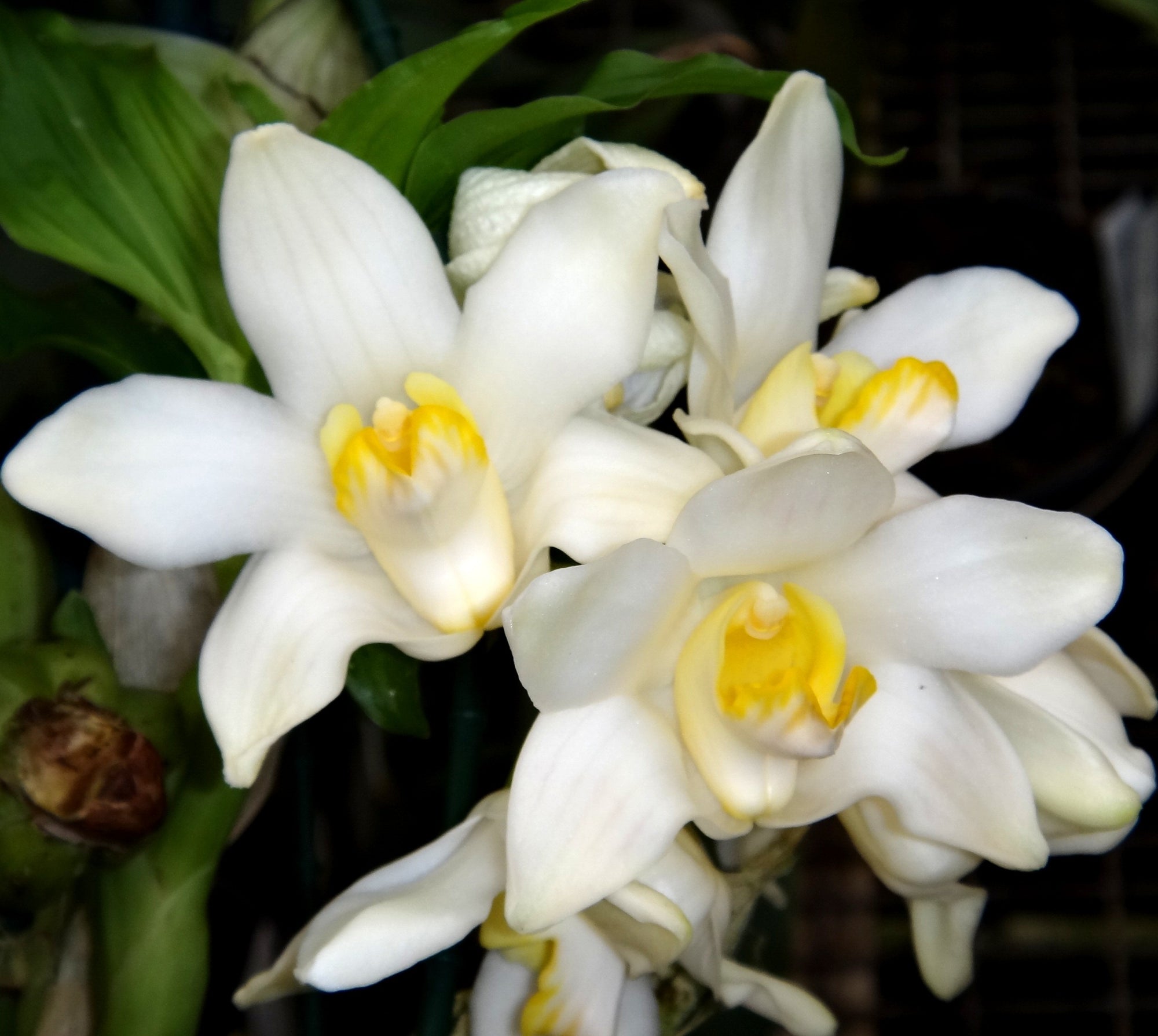 Chysis bractescens with arching pseudobulbs and creamy white flowers with yellow-orange lips.
