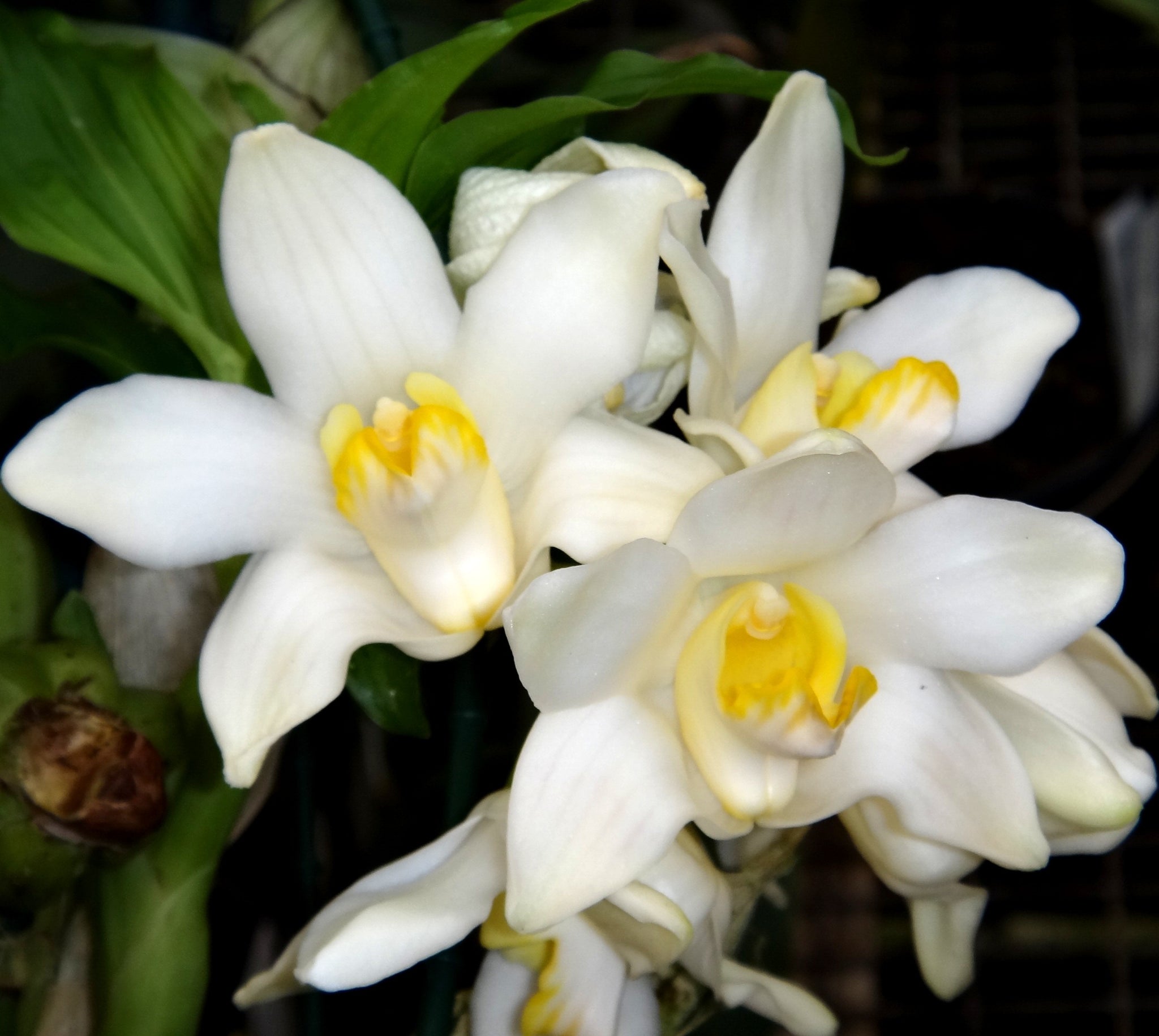 Chysis bractescens with arching pseudobulbs and creamy white flowers with yellow-orange lips.