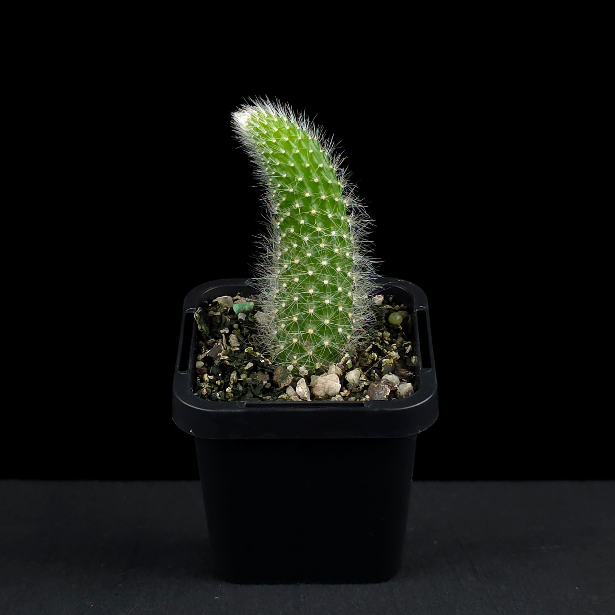 Cleistocactus winteri subsp. colademononis - Monkey's Tail Cactus