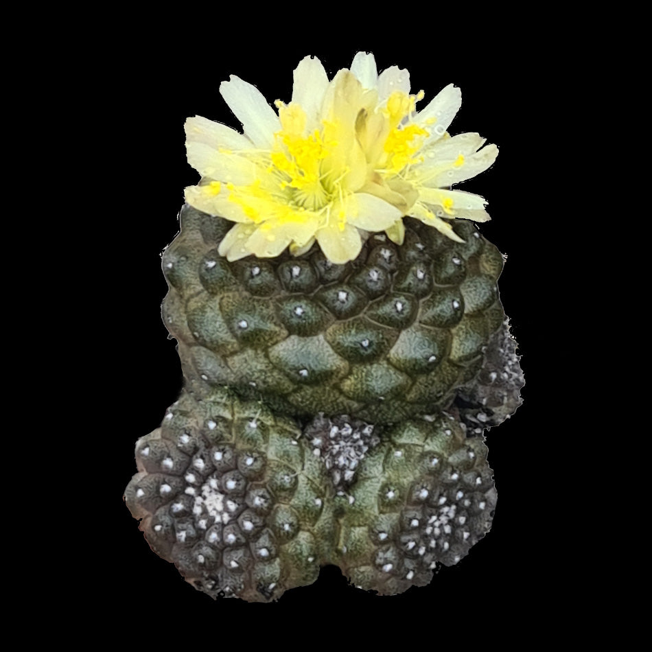 Copiapoa hypogaea: The Subterranean Cactus of the Atacama Desert