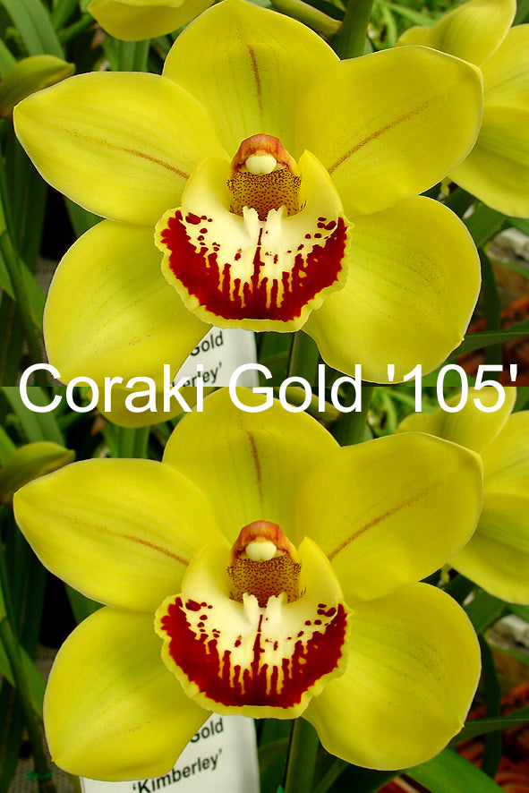 Cymbidium Coraki Gold '105' – Golden-Yellow Flowered Hybrid