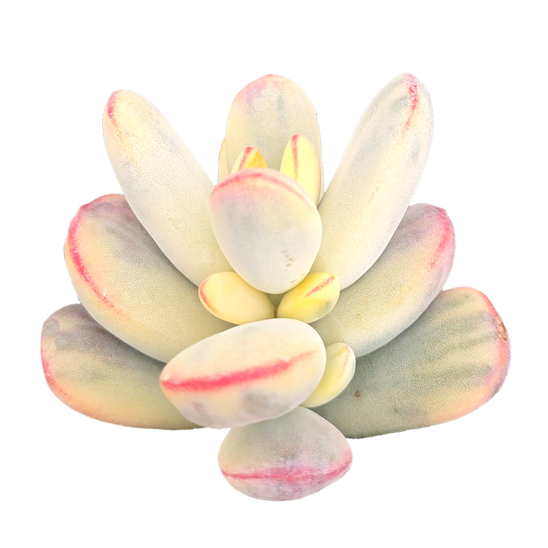 Cotyledon orbiculata Variegated (Round leaf form)