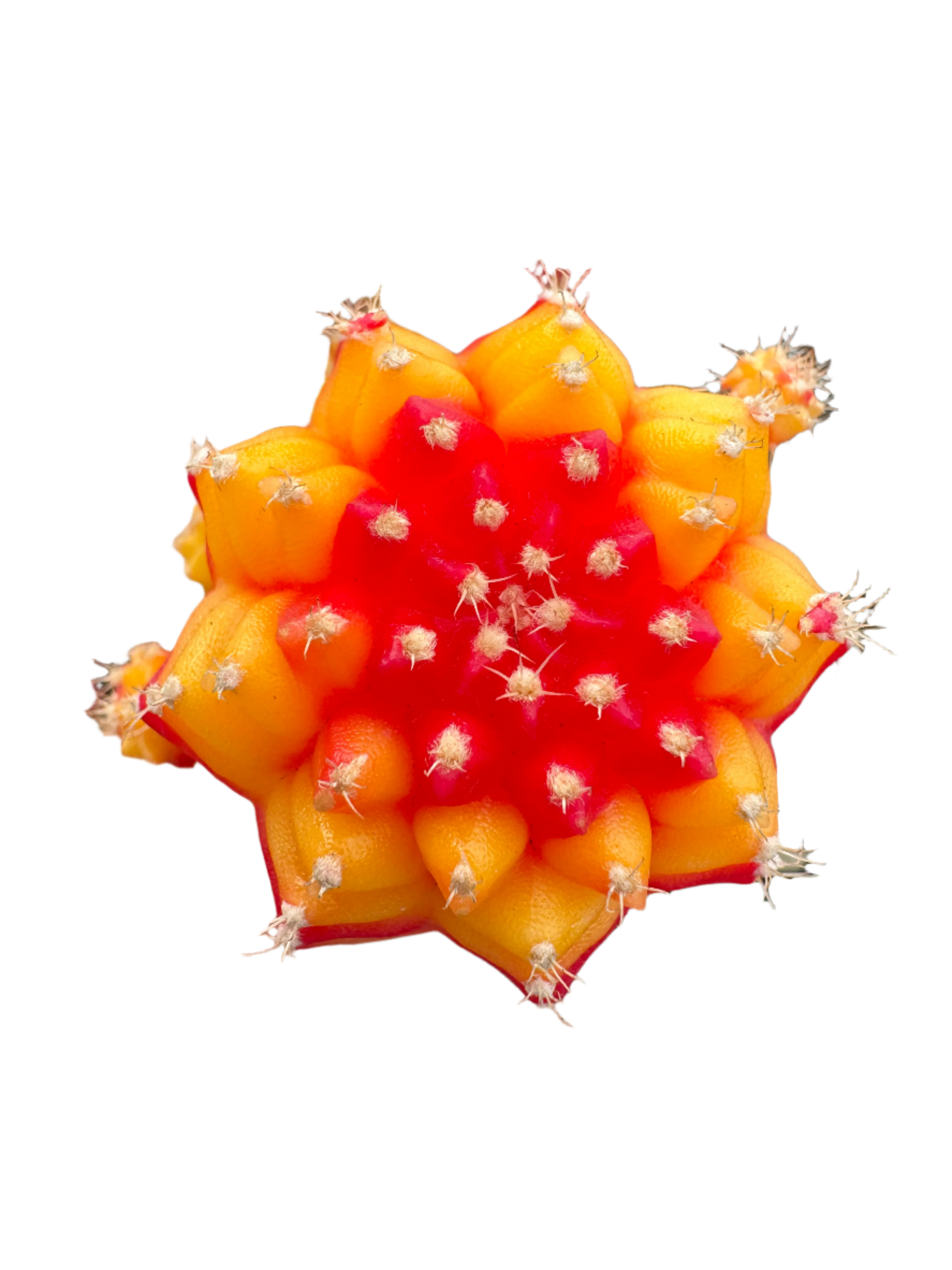 Grafted Cactus Red/Gold