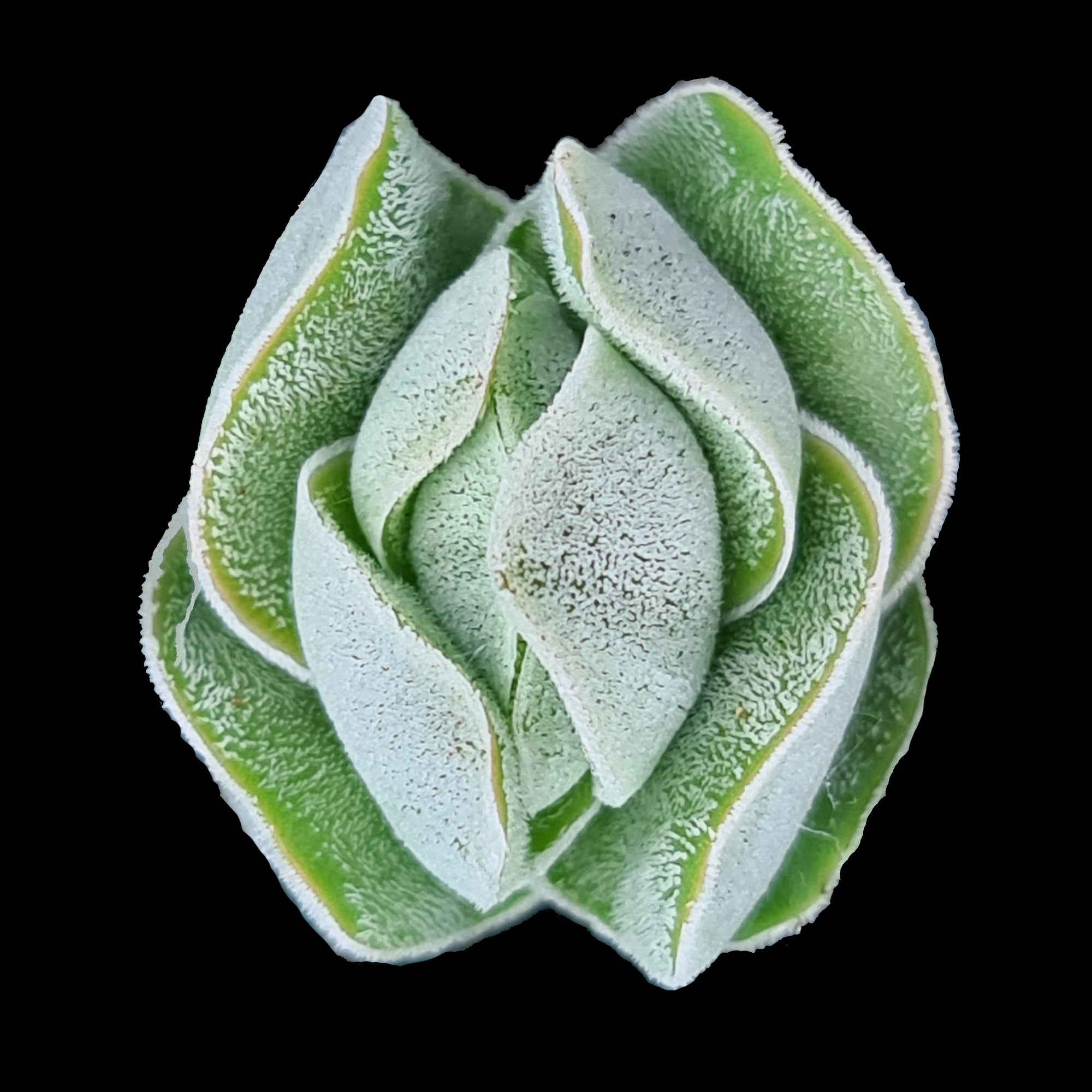 Crassula 'Ivory Pagoda'  (WA Prohibited)