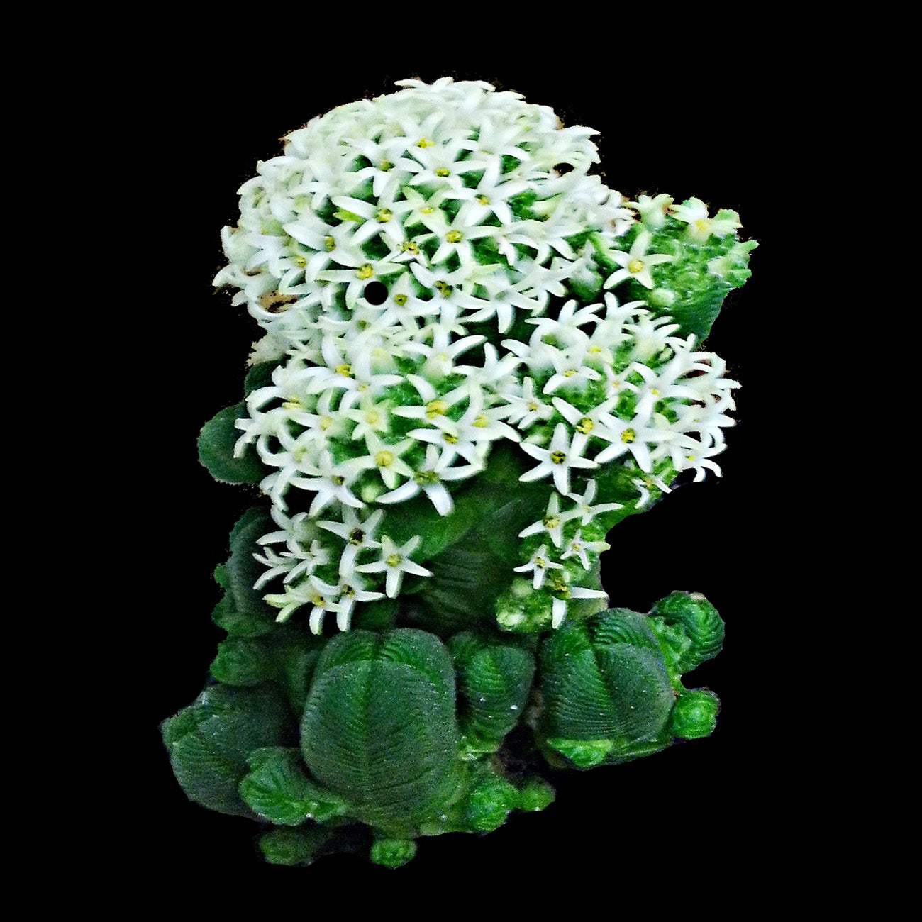 Crassula quadrangularis