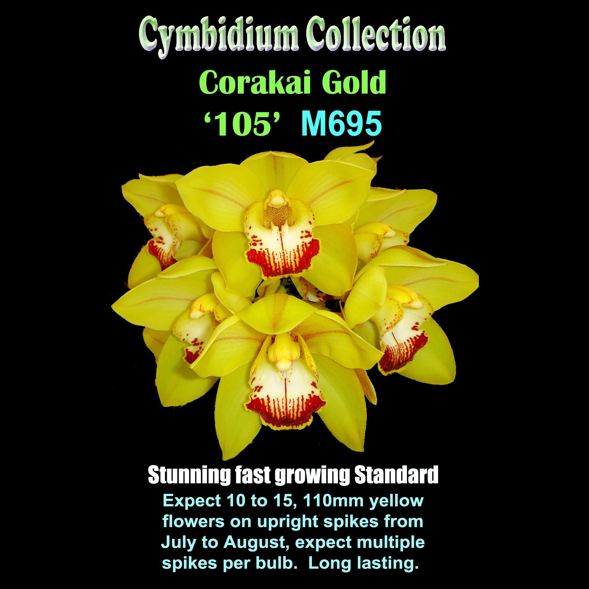 Cymbidium Coraki Gold '105' – Golden-Yellow Flowered Hybrid