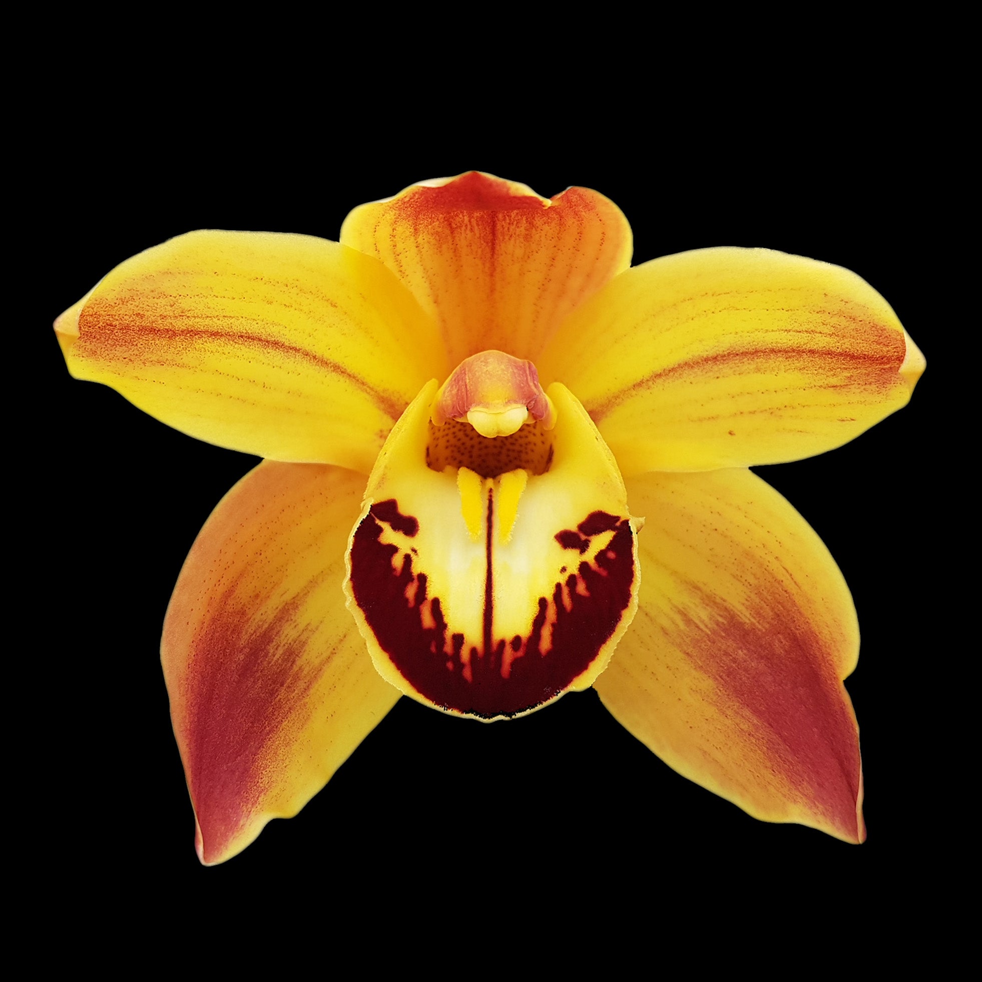 Cymbidium (Wallacia x Greta Guest) 'Golden Fantasy'
