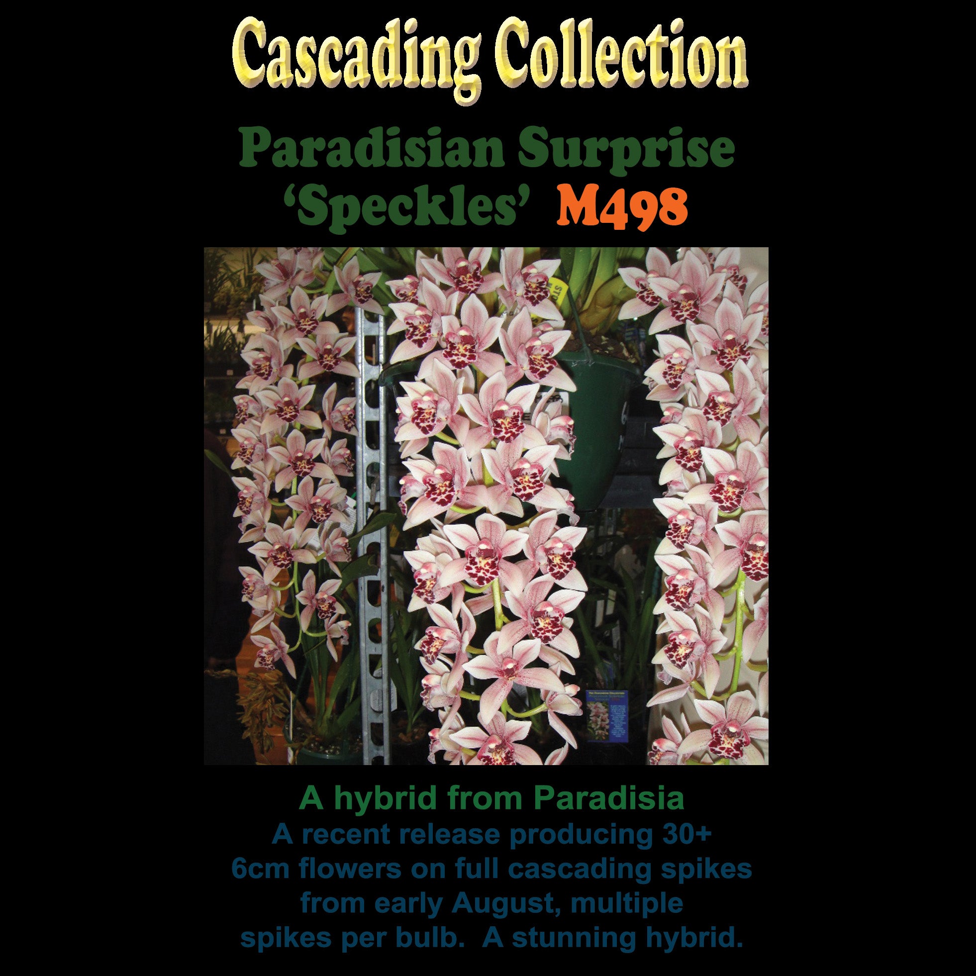 Cymbidium Paradisian Surprise 'Speckles' – Miniature Cascading Pink Hybrid