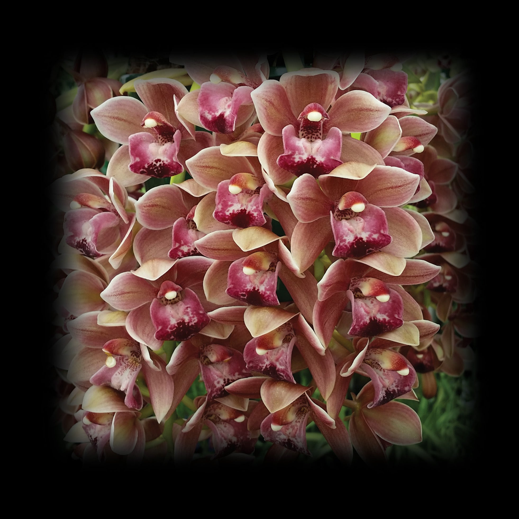 Cymbidium Paradisian Tango 'Last Dance'