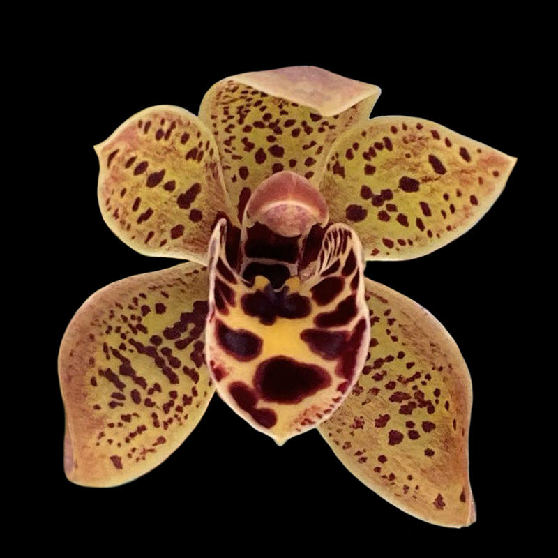 Cymbidium Piccaninny 'Princess' x devonianum