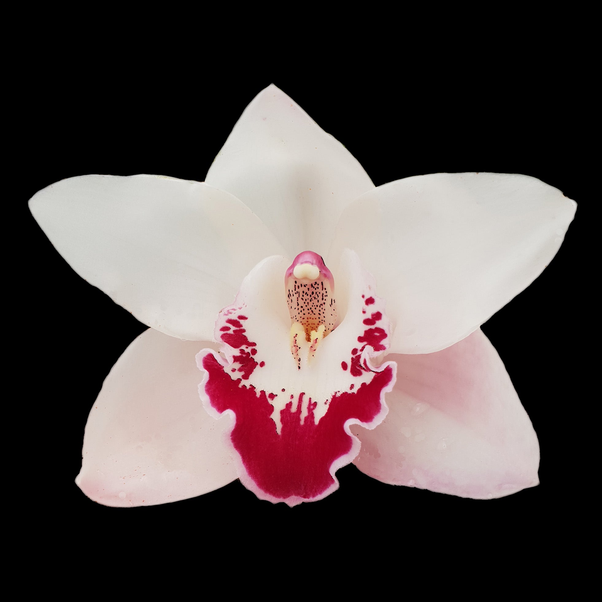 Cymbidium 'Angel Wings'