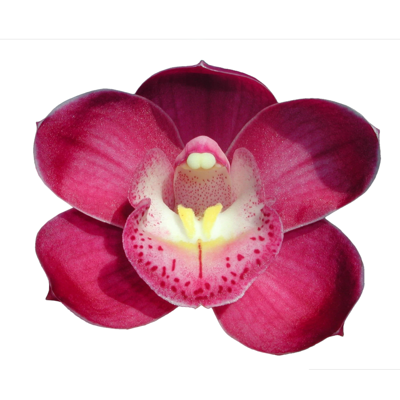 Cymbidium Valley Olympic 'Pink Perfection'