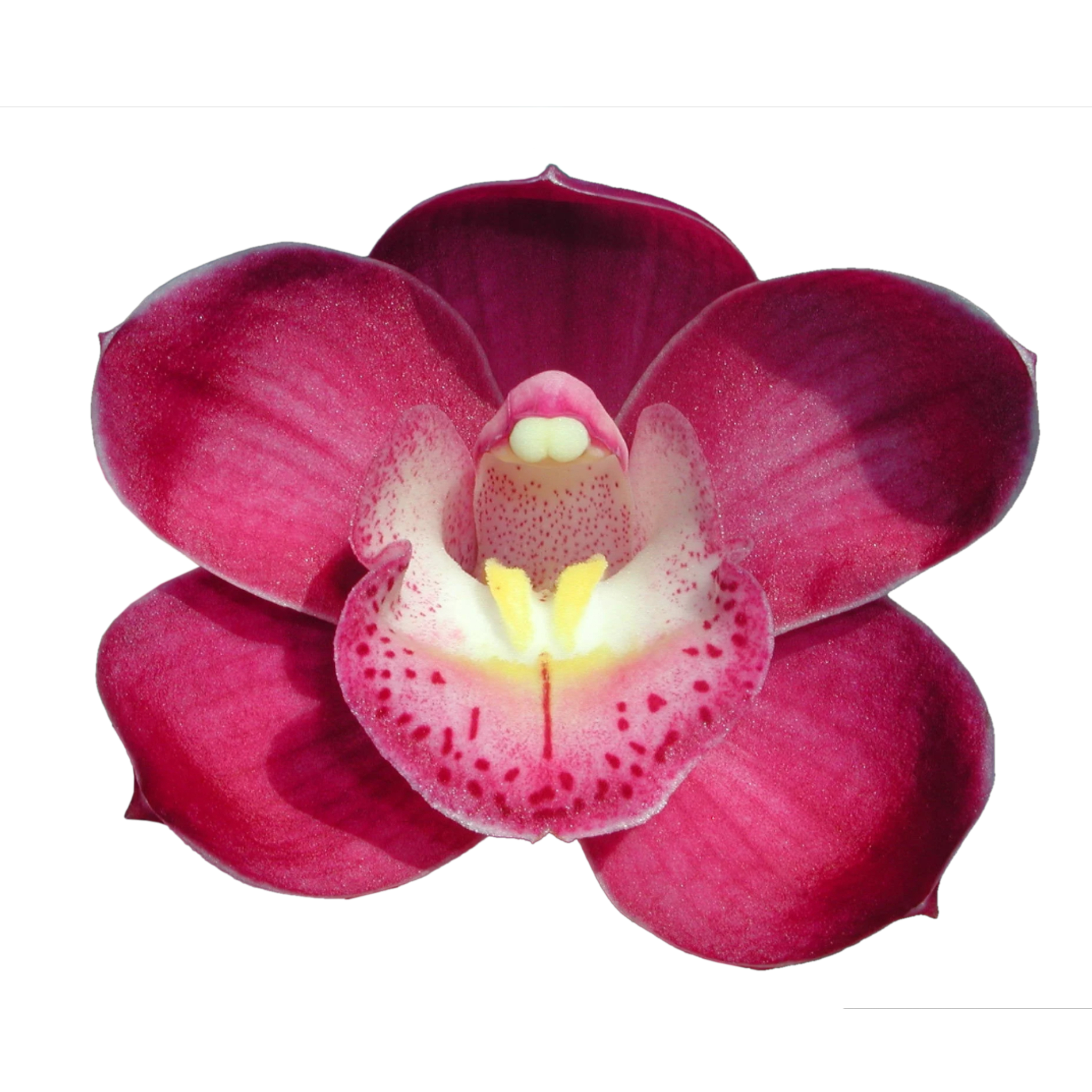 Cymbidium Valley Olympic 'Pink Perfection'