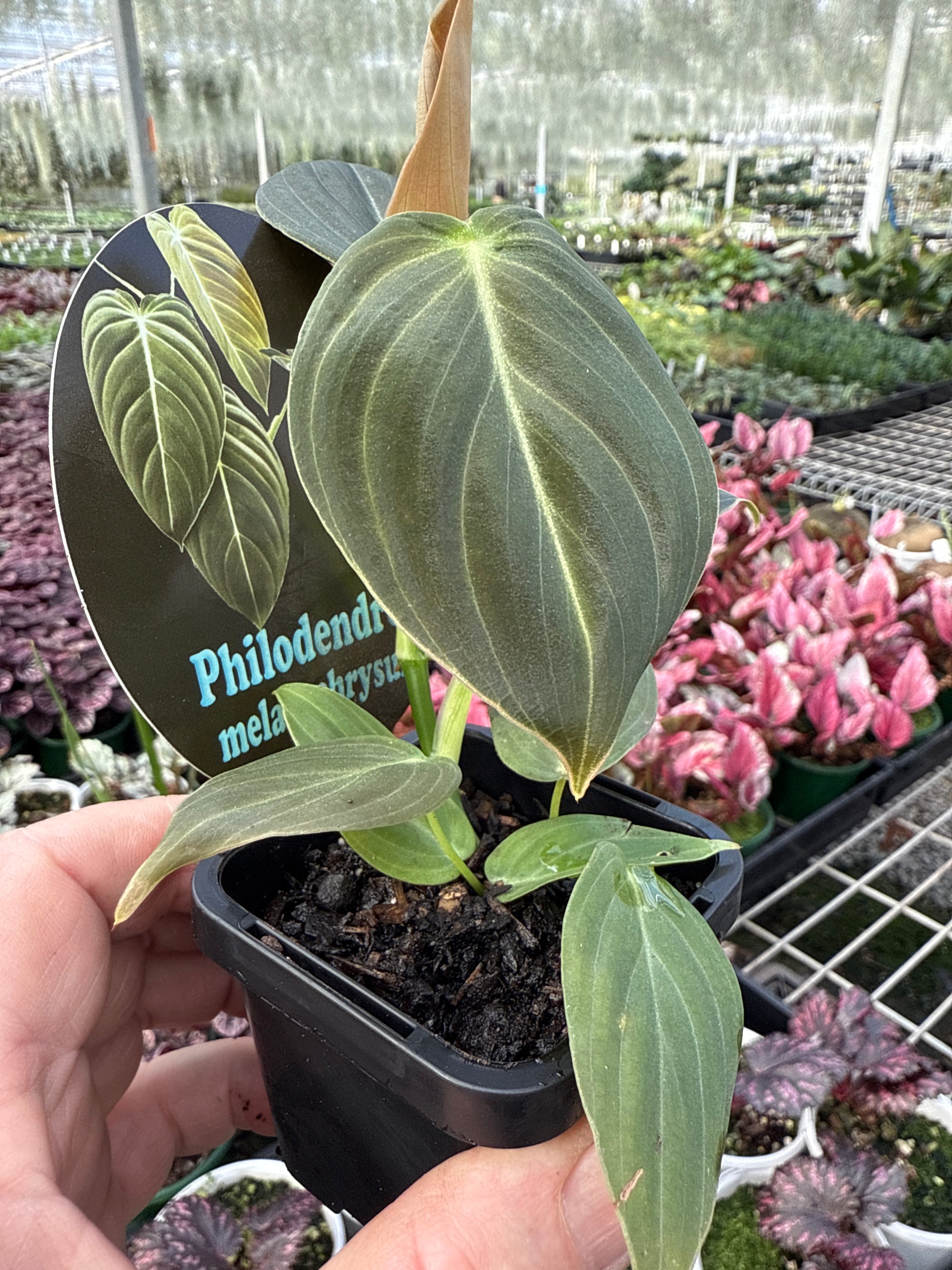 Philodendron melanochrysum