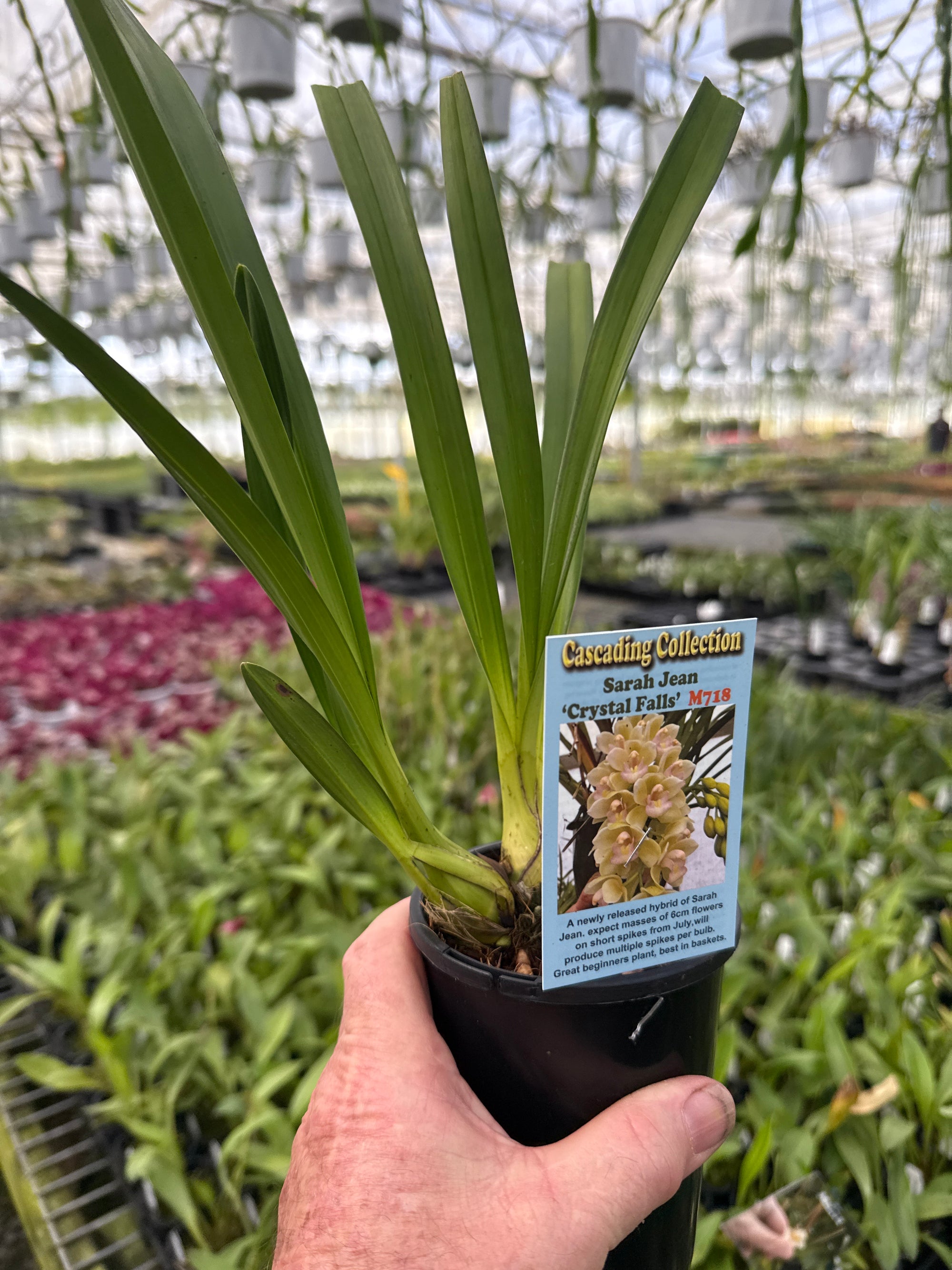 Cymbidium Sarah Jean 'Crystal Falls'