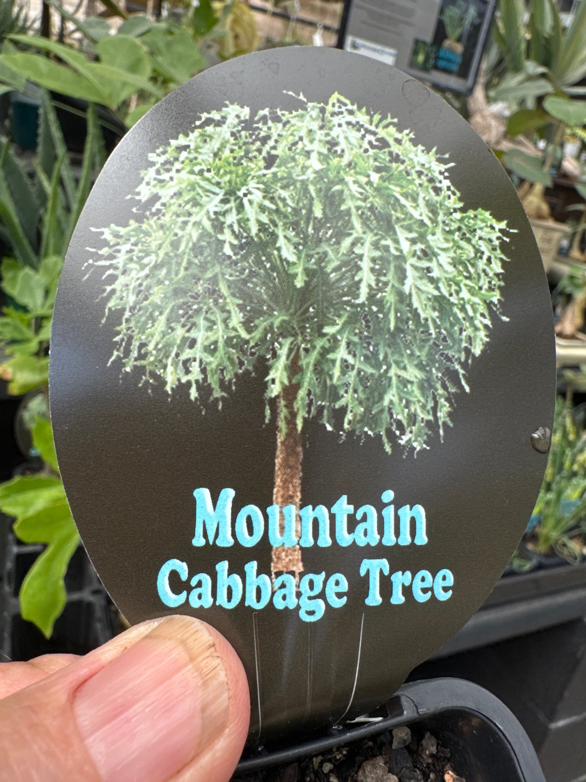 Cussonia paniculata - Mountain Cabbage Tree