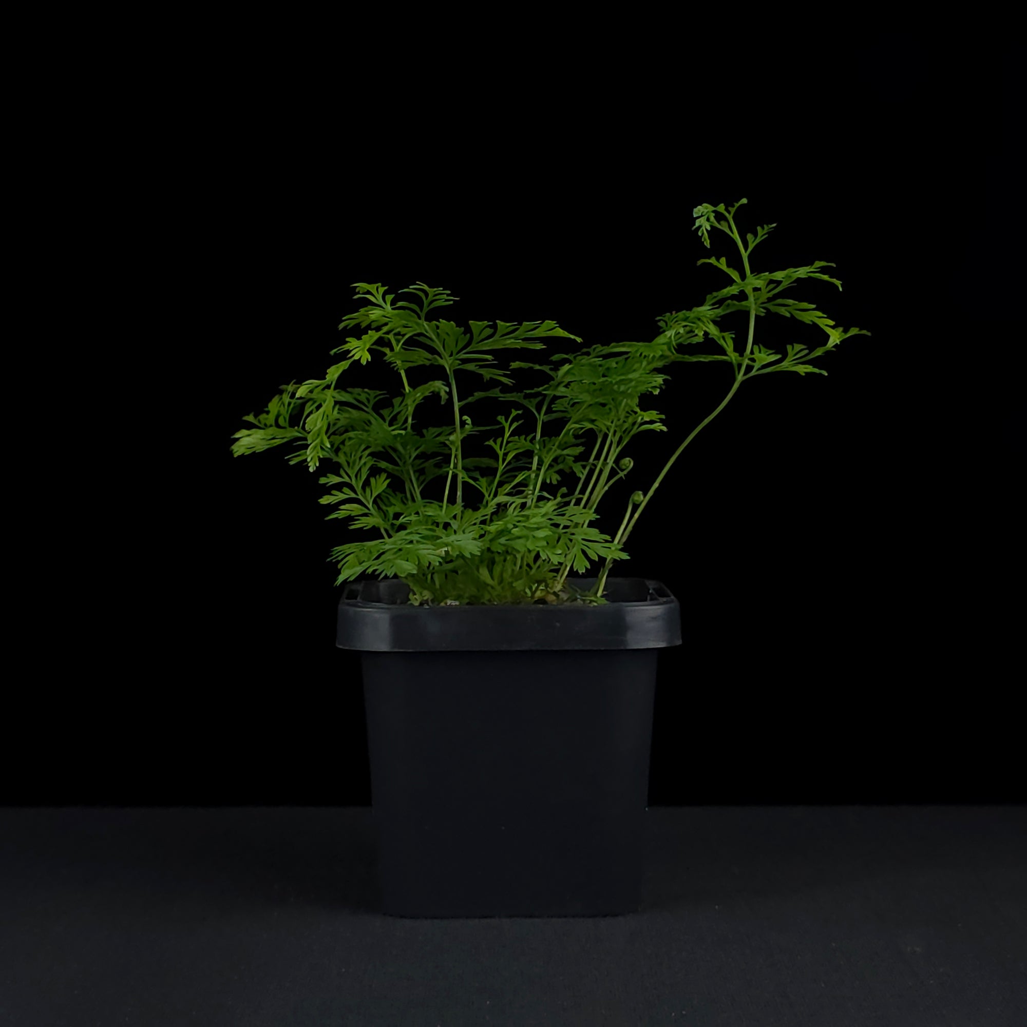 Davallia fejeensis 'Rabbit's Foot Fern'