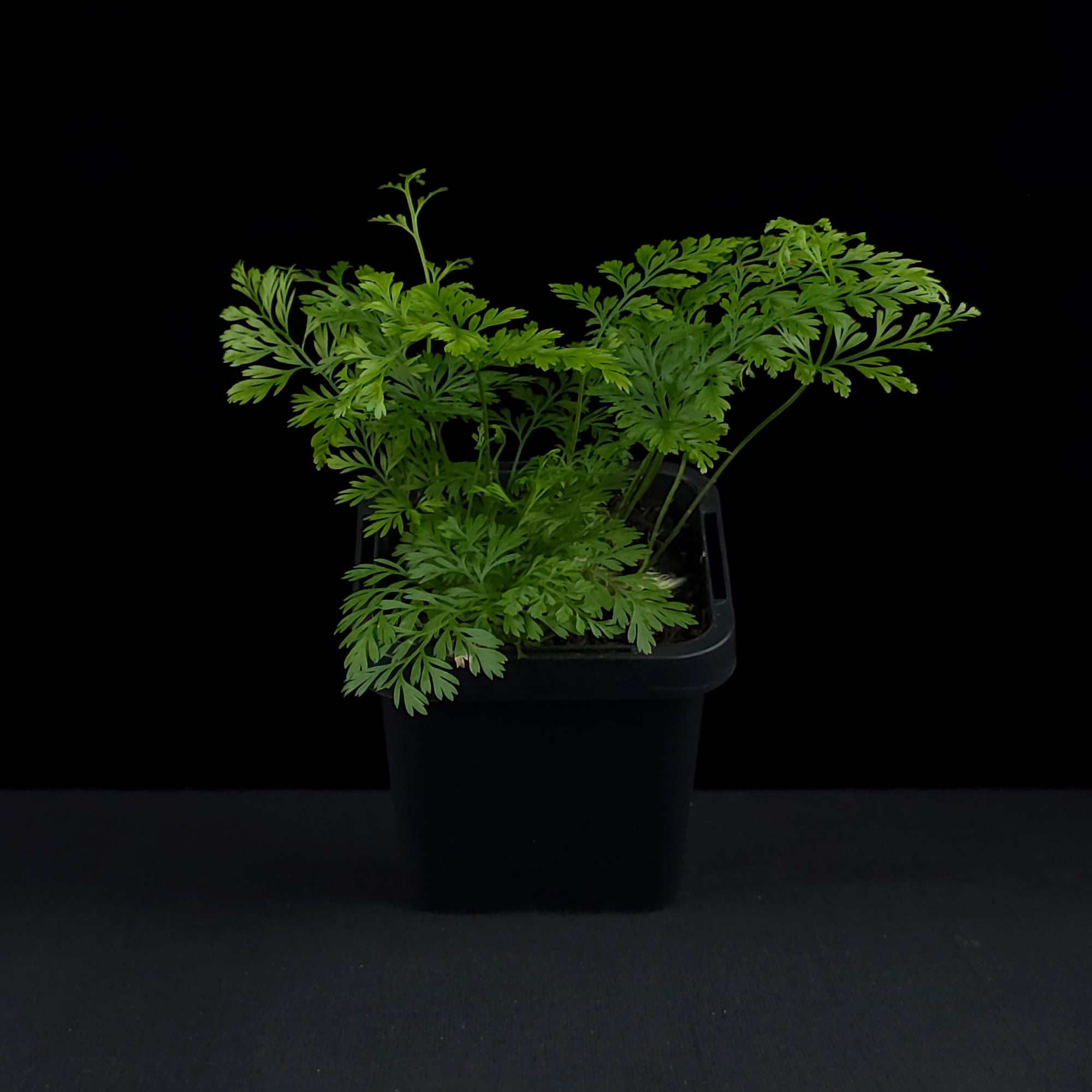Davallia fejeensis 'Rabbit's Foot Fern'