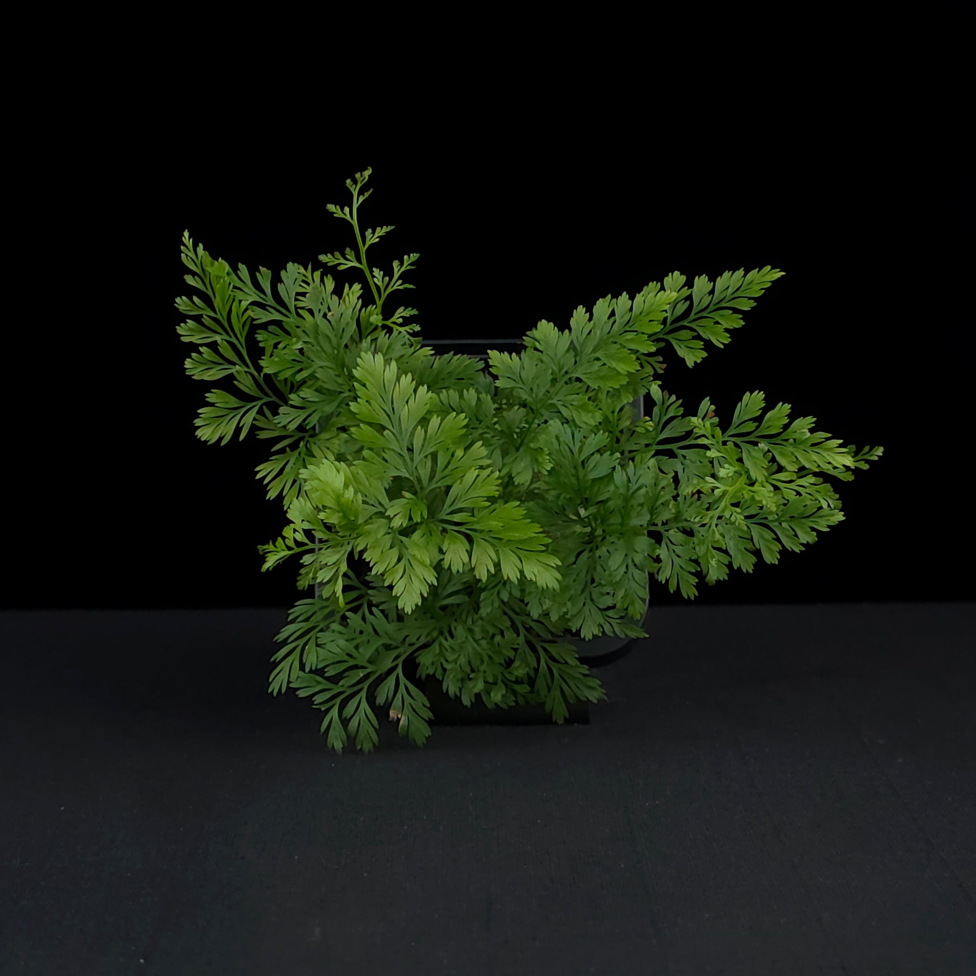 Davallia fejeensis 'Rabbit's Foot Fern'