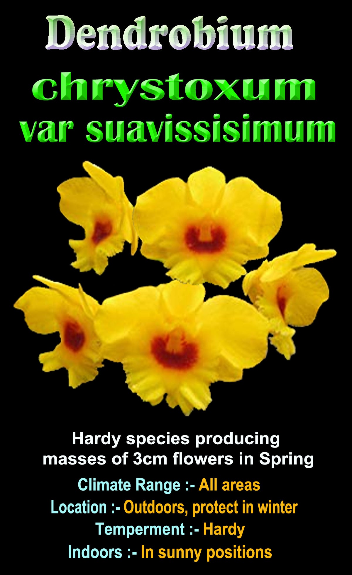 Dendrobium chrysotoxum var. suavissimum
