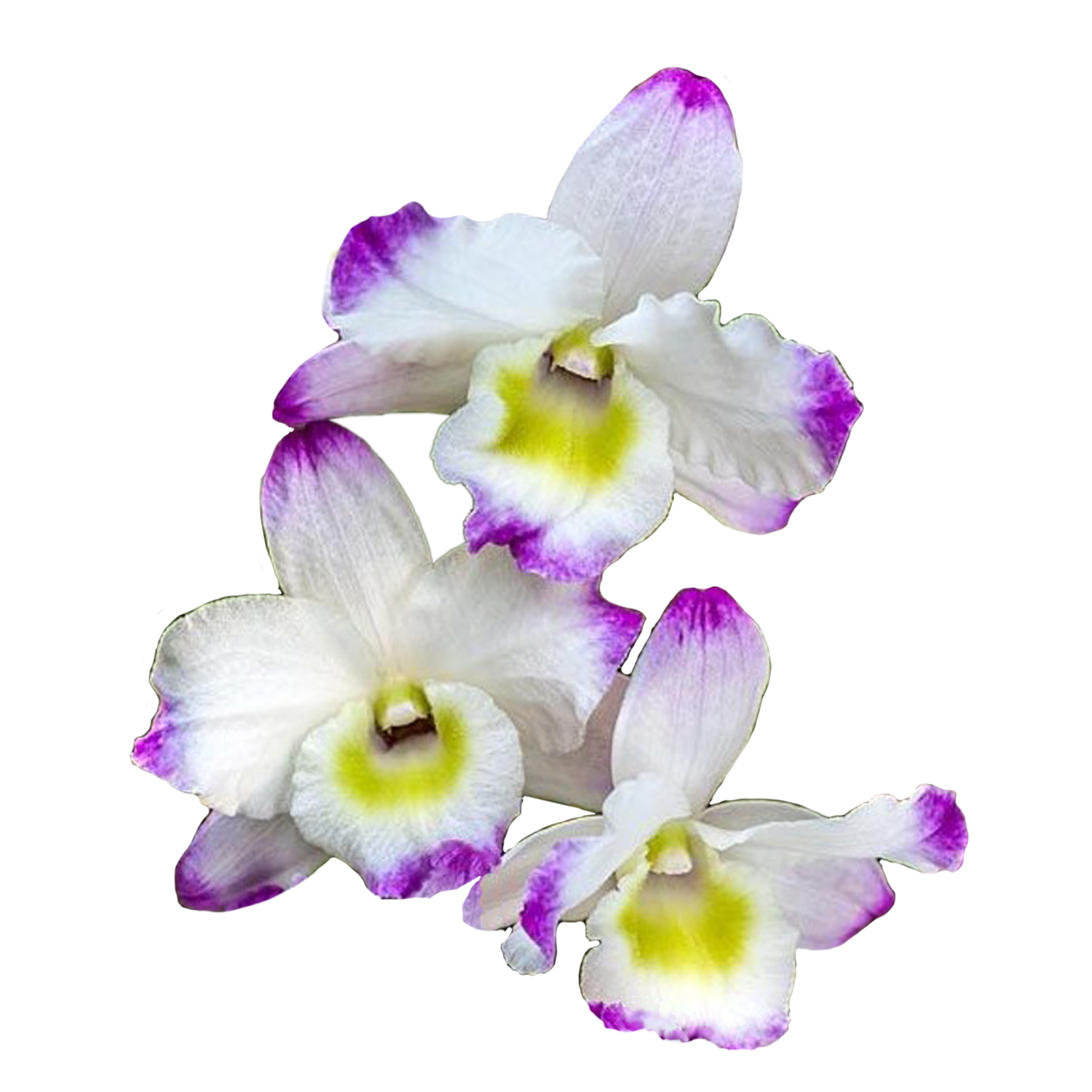 Dendrobium nobile 'White with Pink Edge'..
