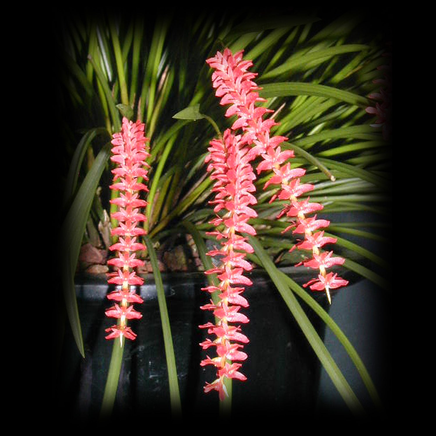 Coelogyne wenzelii (syn. Dendrochilum wenzellii) - The Chain Orchid