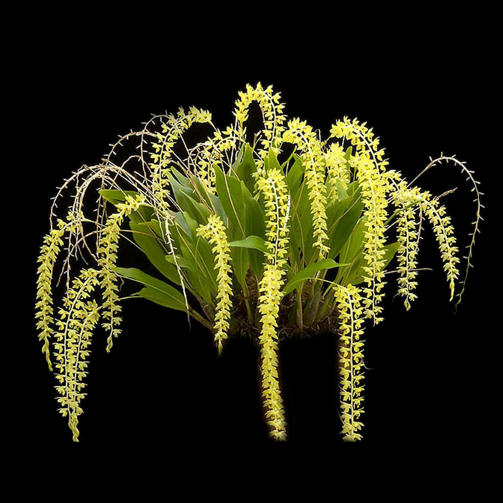 Dendrochilum uncatum (Syn. Coelogyne uncatum)