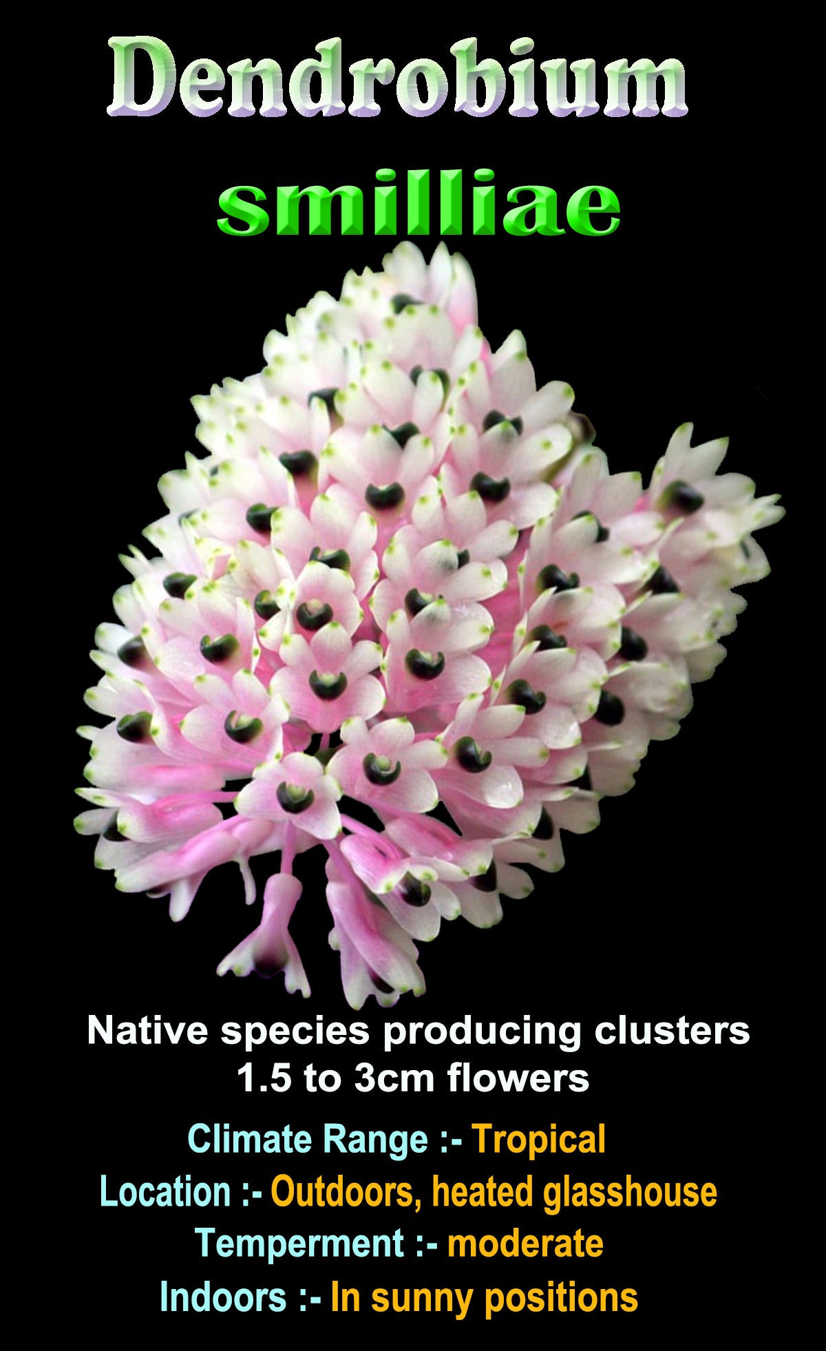 Dendrobium smillieae