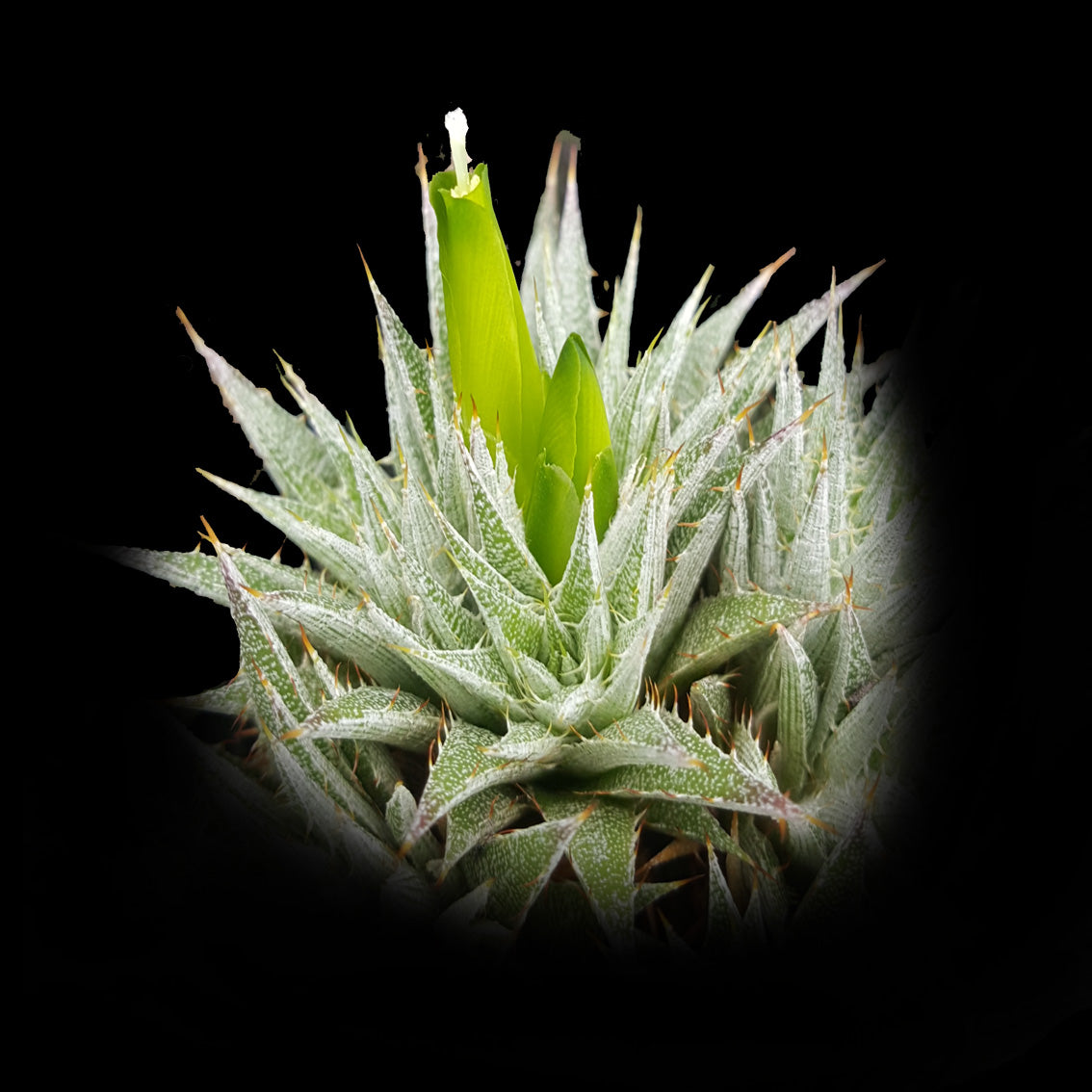 Deuterocohnia brevifolia Fine Form - Compact Rosette Beauty