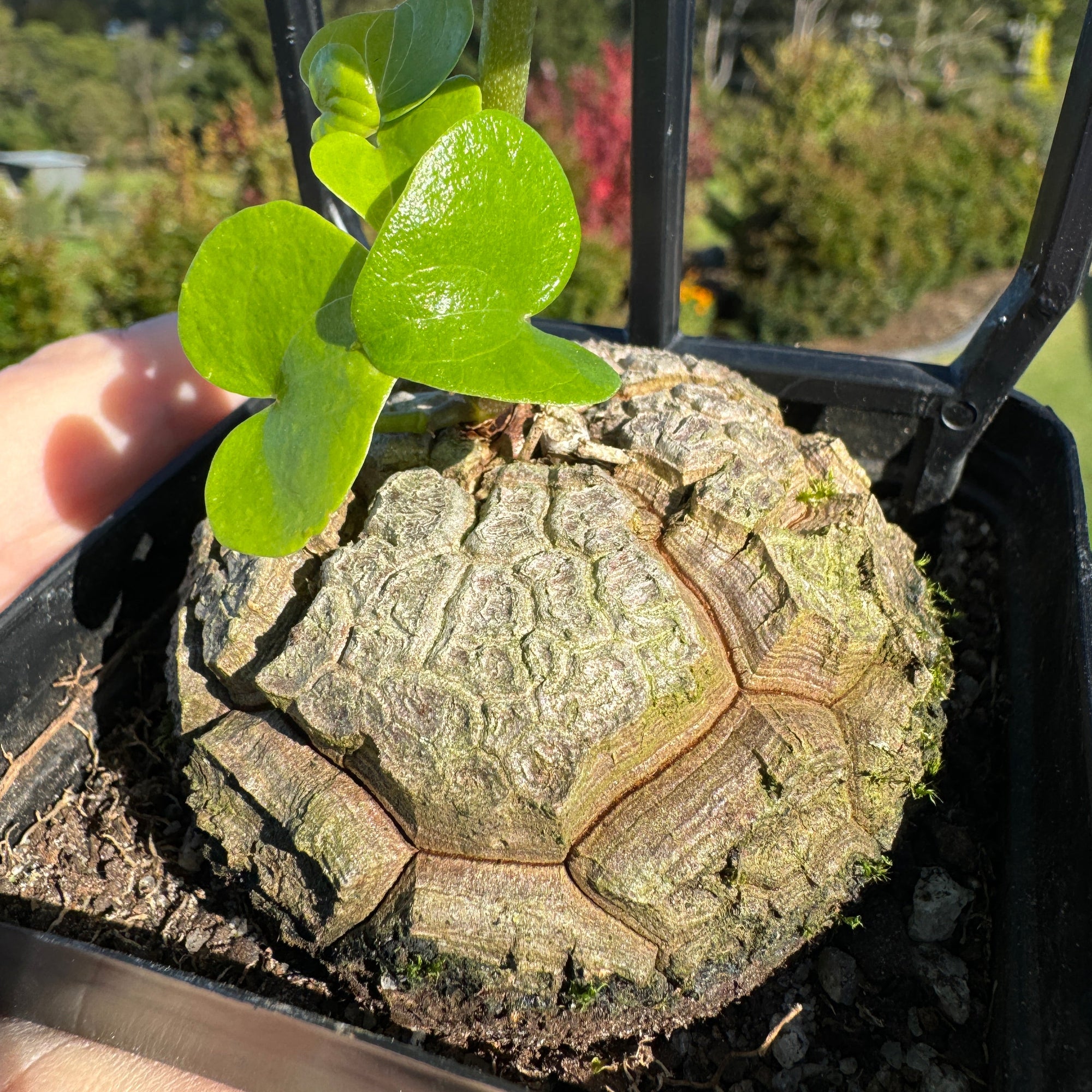 Dioscorea elephantipes 'The Elephant's Foot'