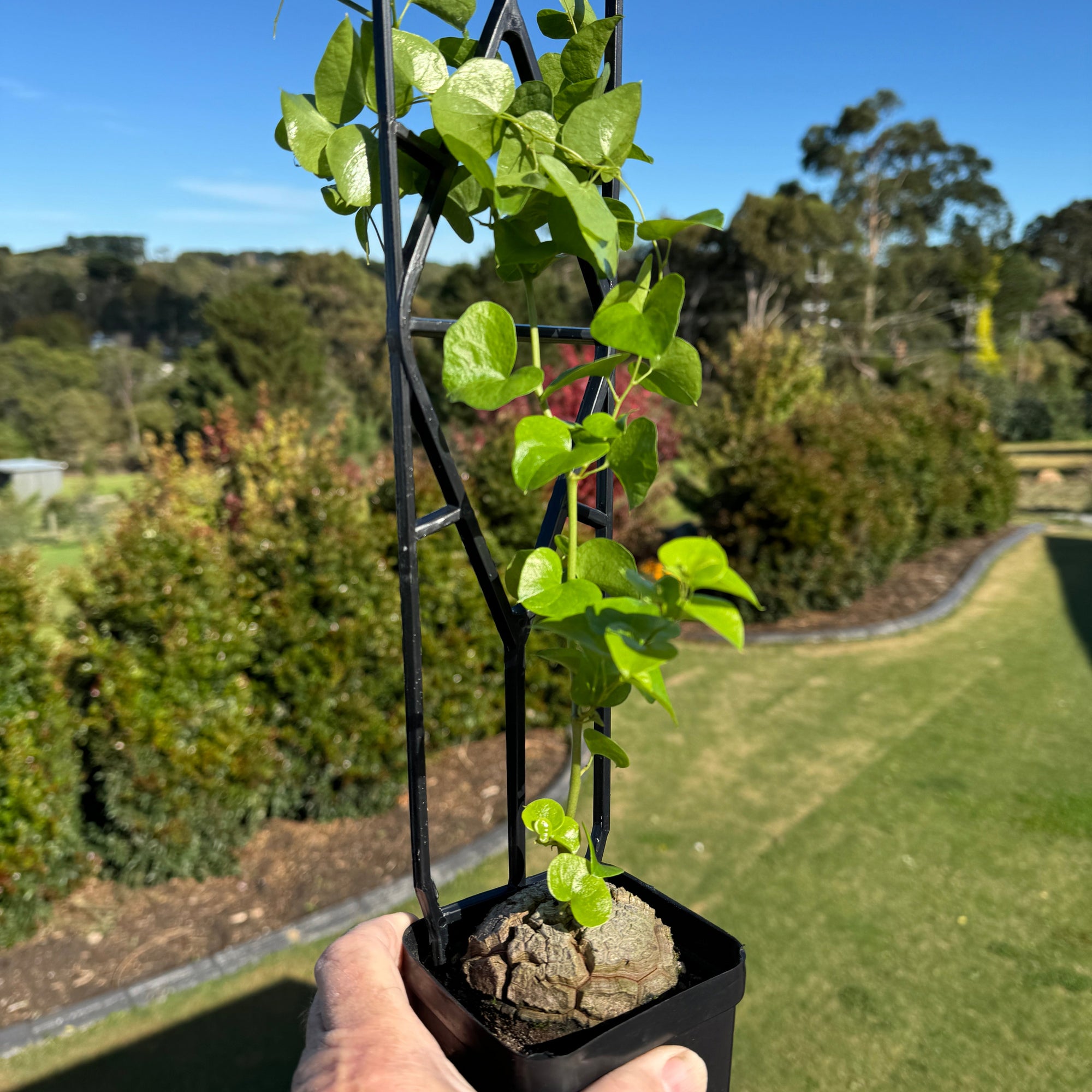 Dioscorea elephantipes 'The Elephant's Foot'