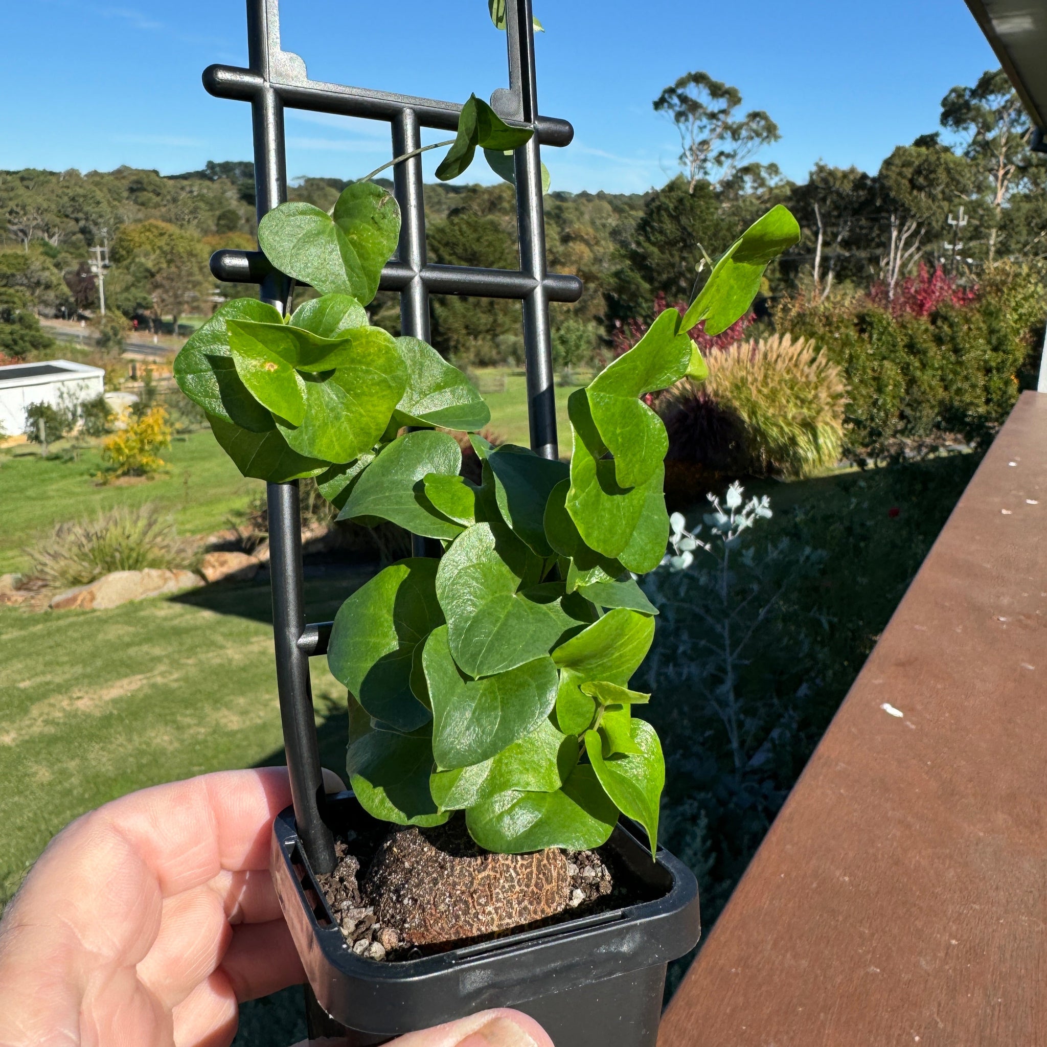 Dioscorea elephantipes 'The Elephant's Foot'