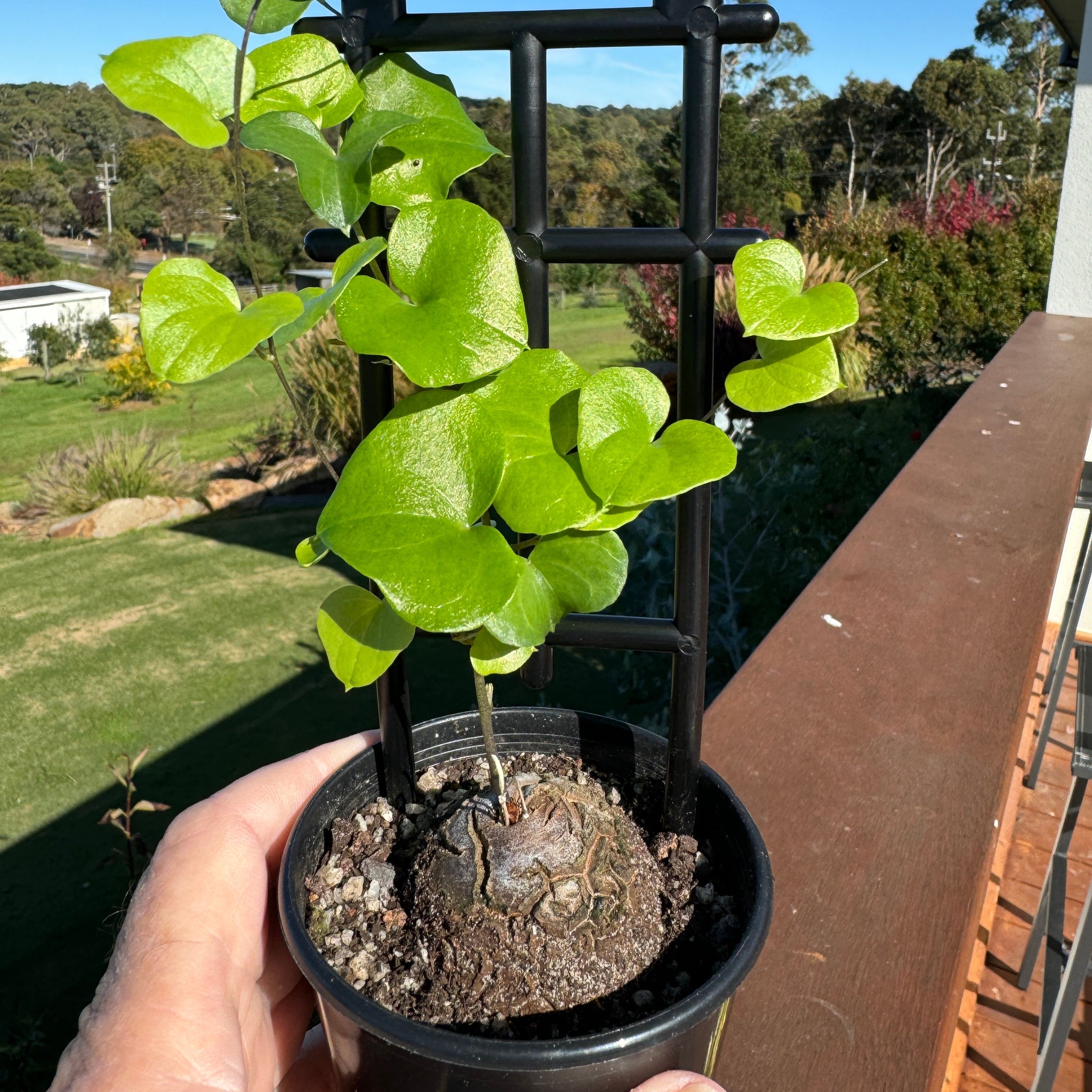 Dioscorea elephantipes 'The Elephant's Foot'