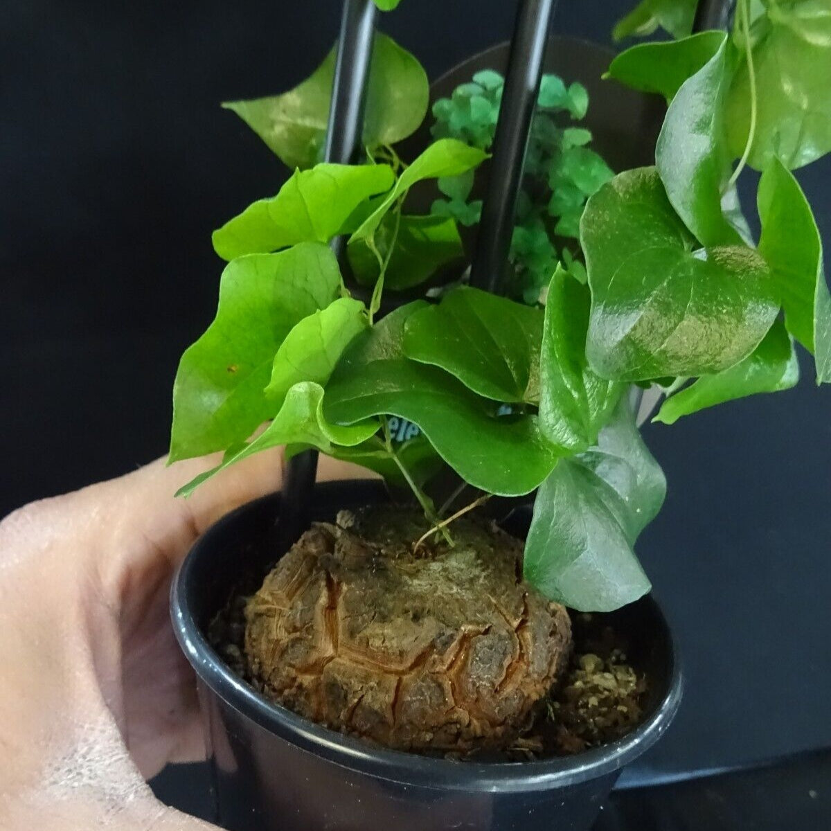 Dioscorea elephantipes 'The Elephant's Foot'