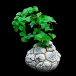 Dioscorea elephantipes 'The Elephant's Foot'