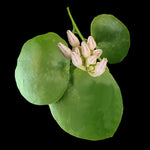 Dischidia platyphylla 'Solomon Islands'
