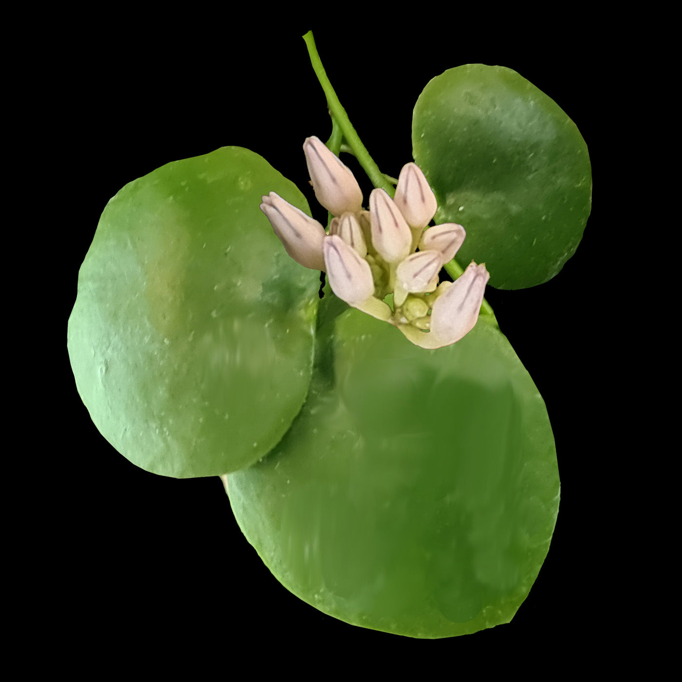 Dischidia platyphylla 'Solomon Islands'