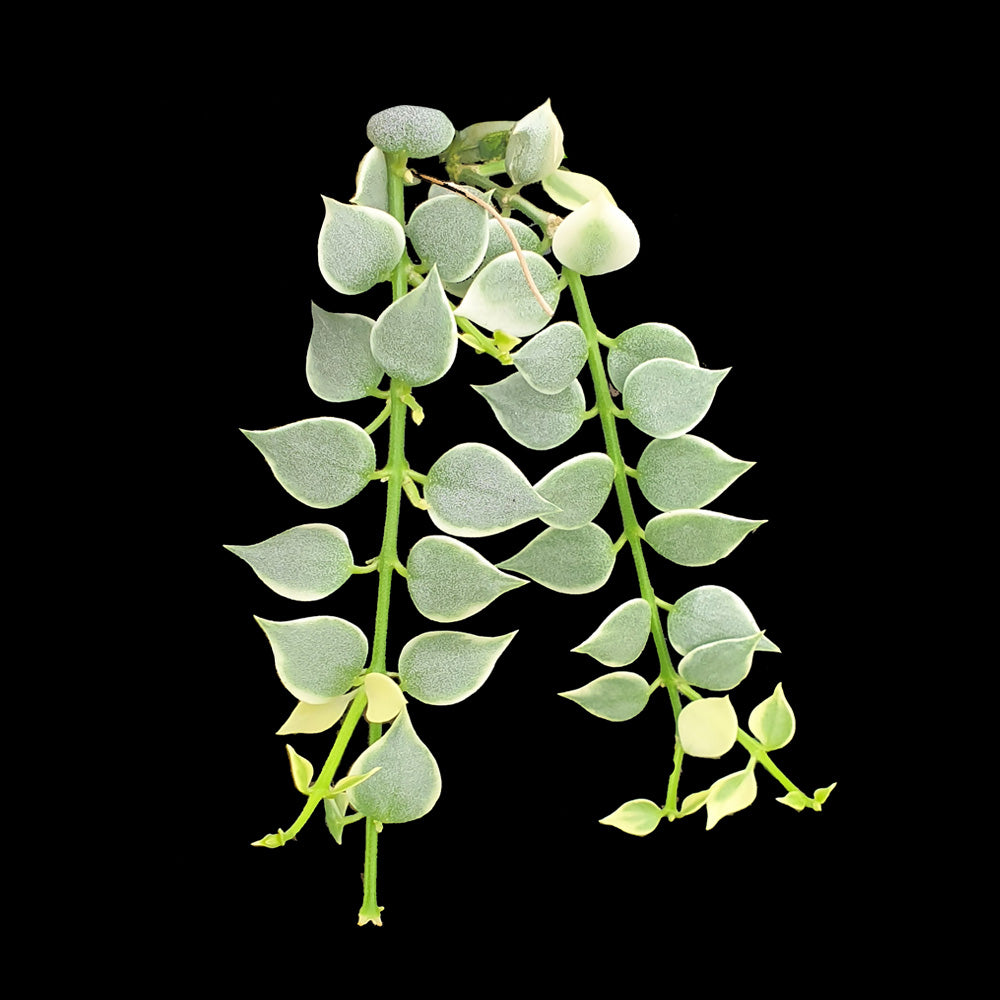 Dischidia ruscifolia variegata – Variegated Million Hearts Vine