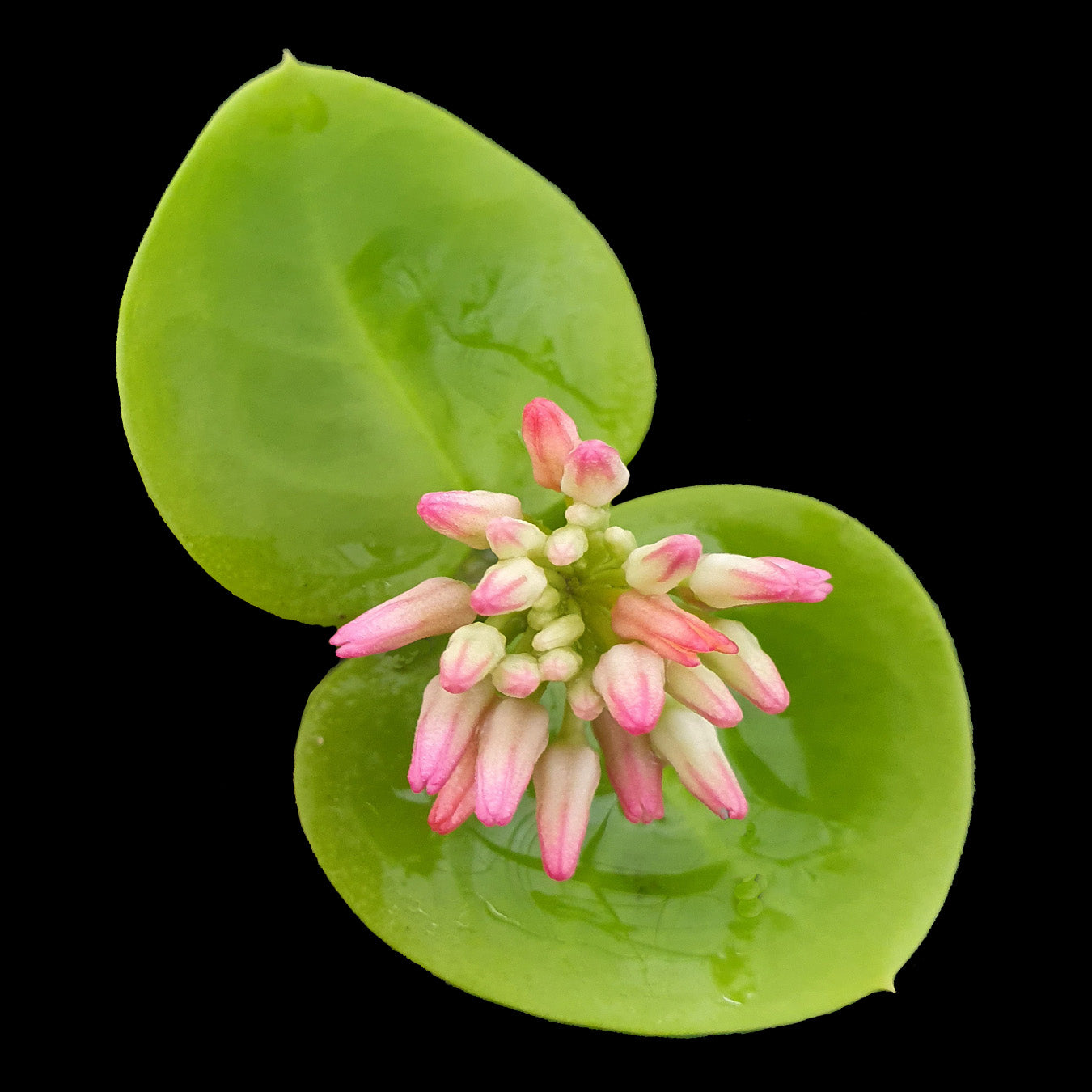 Dischidia vidalii × Dischidia sp. Camiguin Island (WA Prohibited)