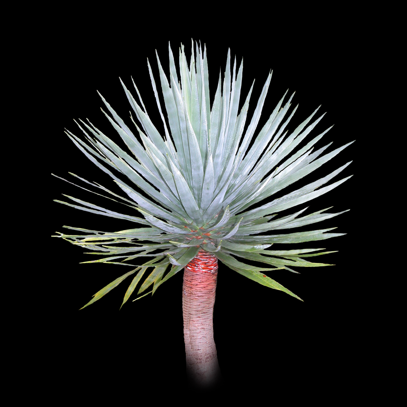 Dracaena draco – The Dragon Tree