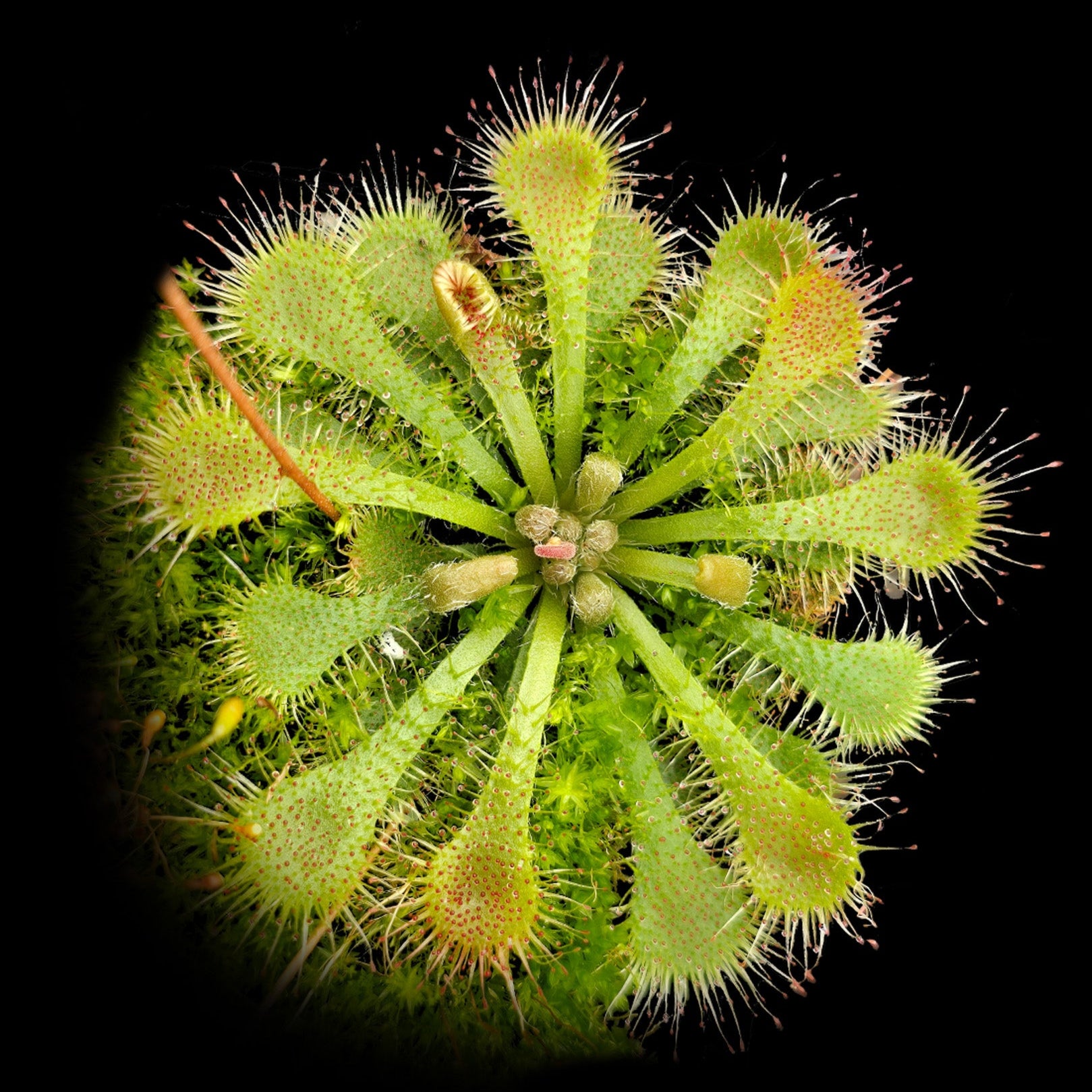 Drosera spatulata