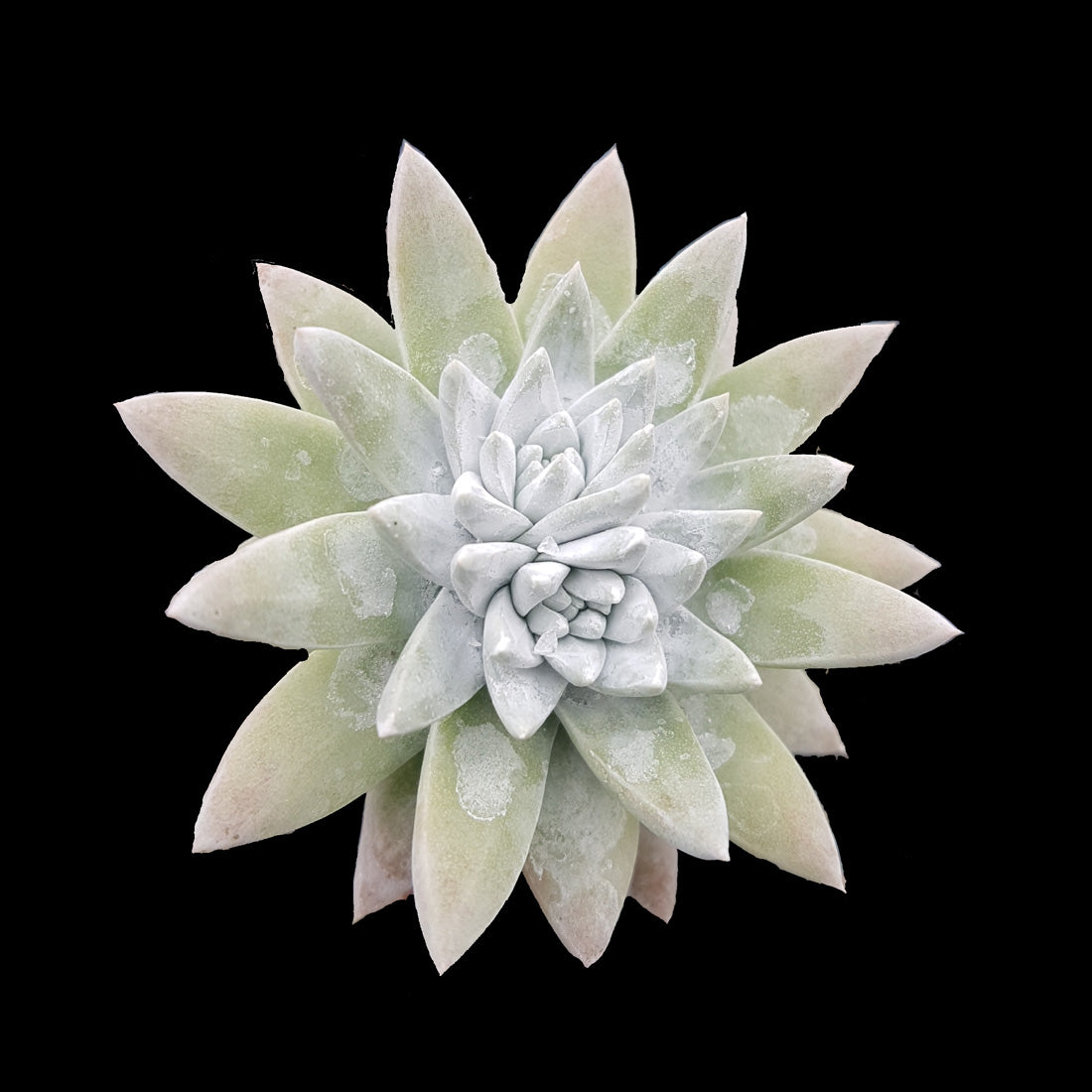 white sprite succulent Dudleya gnoma 'White Sprite' – Collectors Online