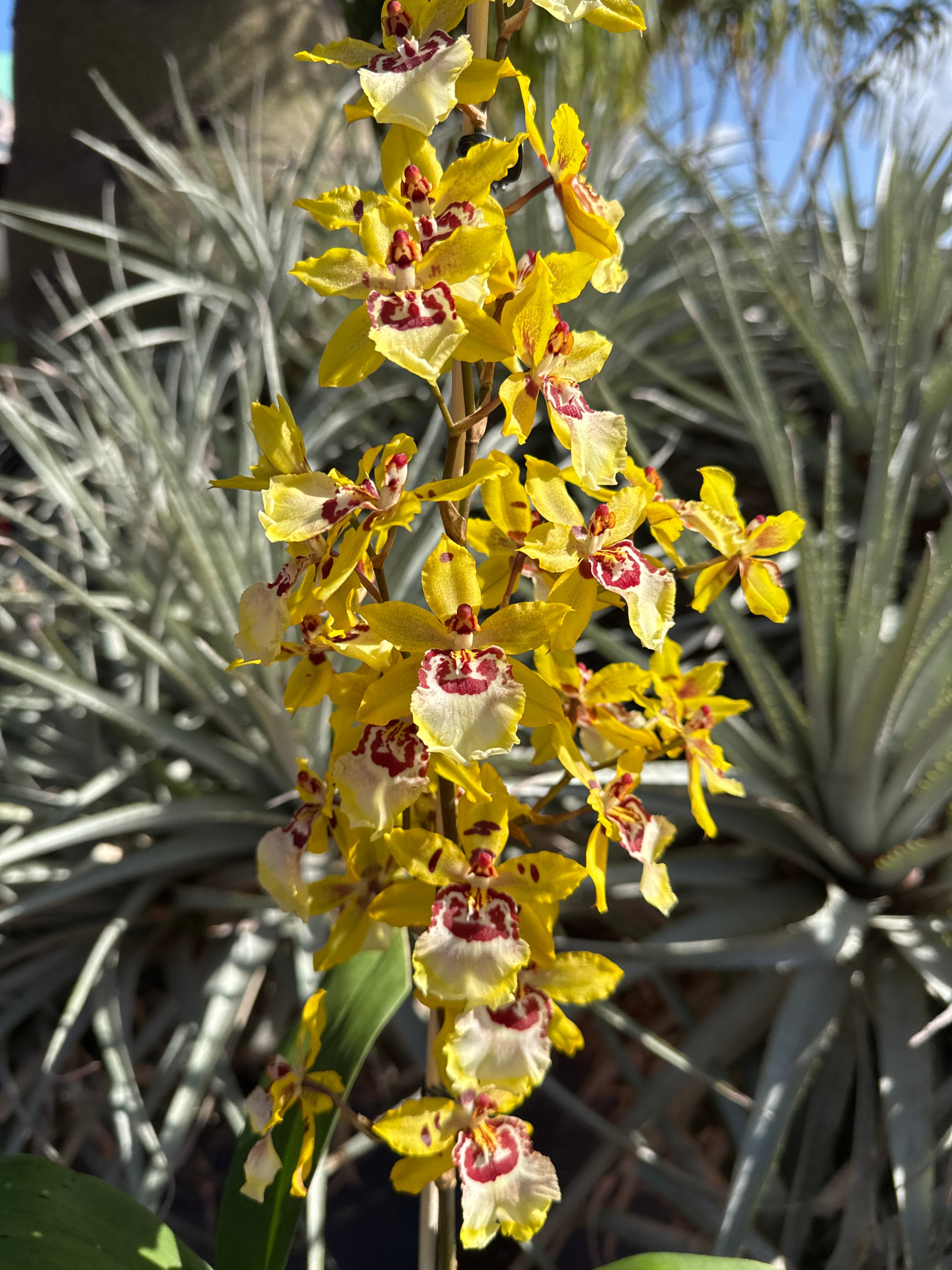 Oncidium Colmanara Cheeta 'Silver'