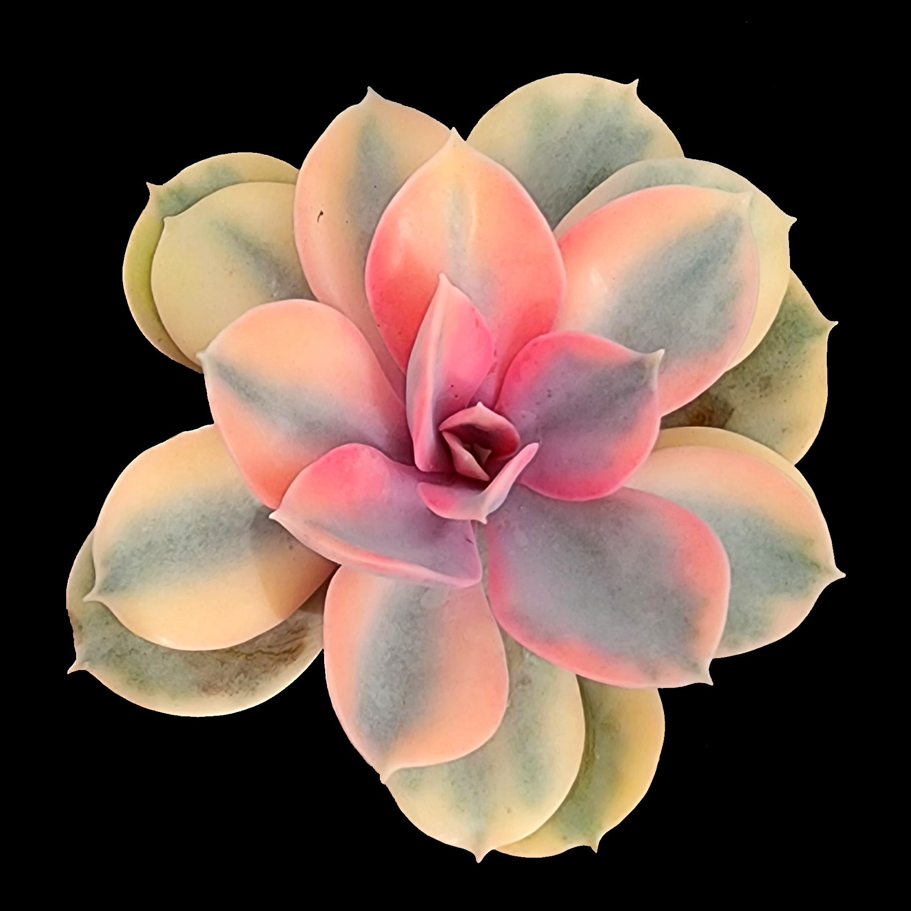 west rainbow succulent Echeveria 'West Rainbow' – Collectors Online