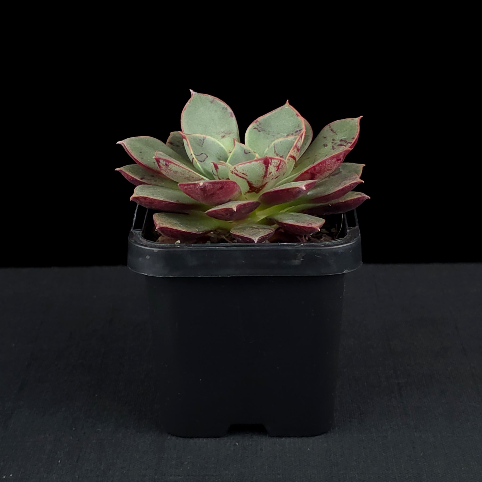 Echeveria 'Astarensis'