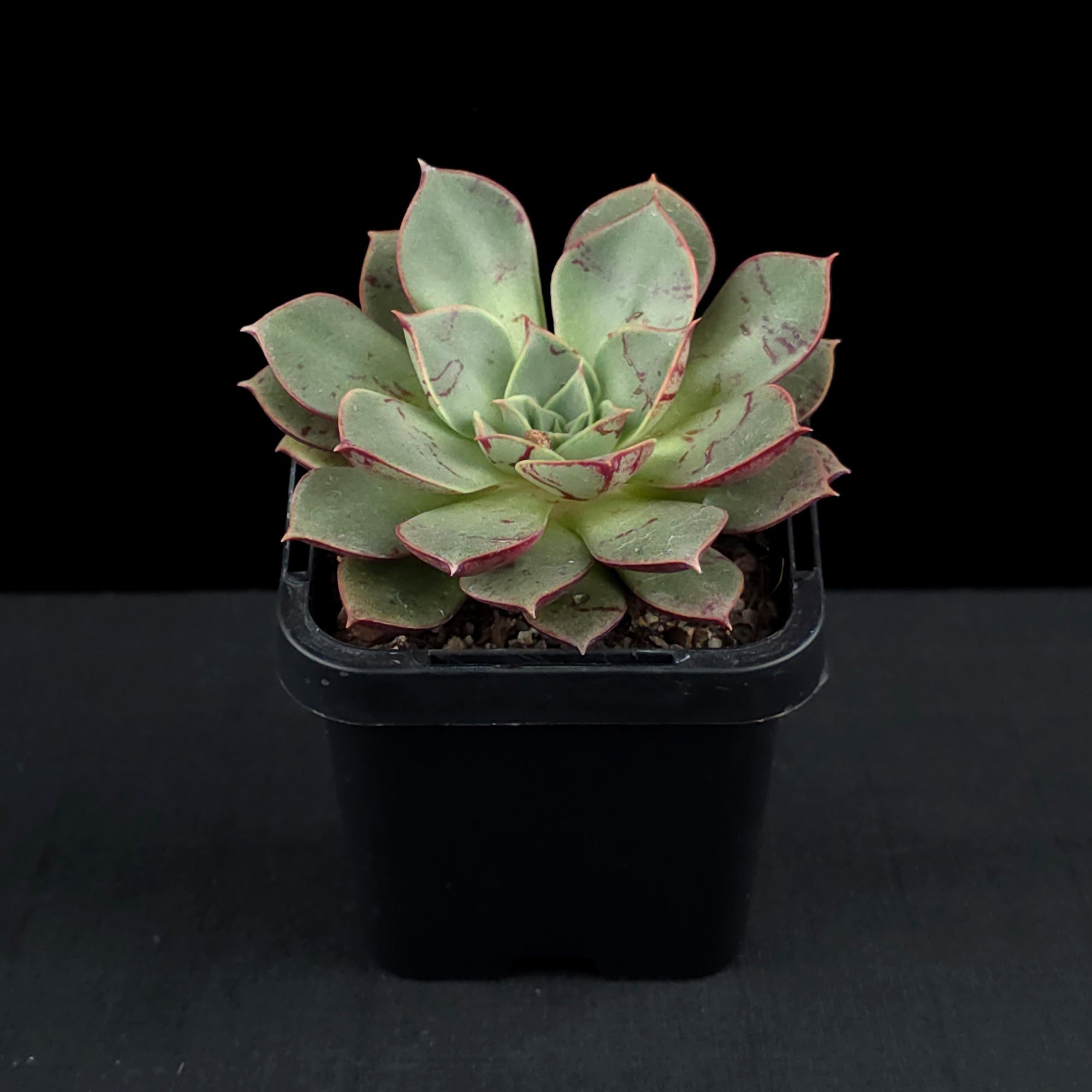 Echeveria 'Astarensis'