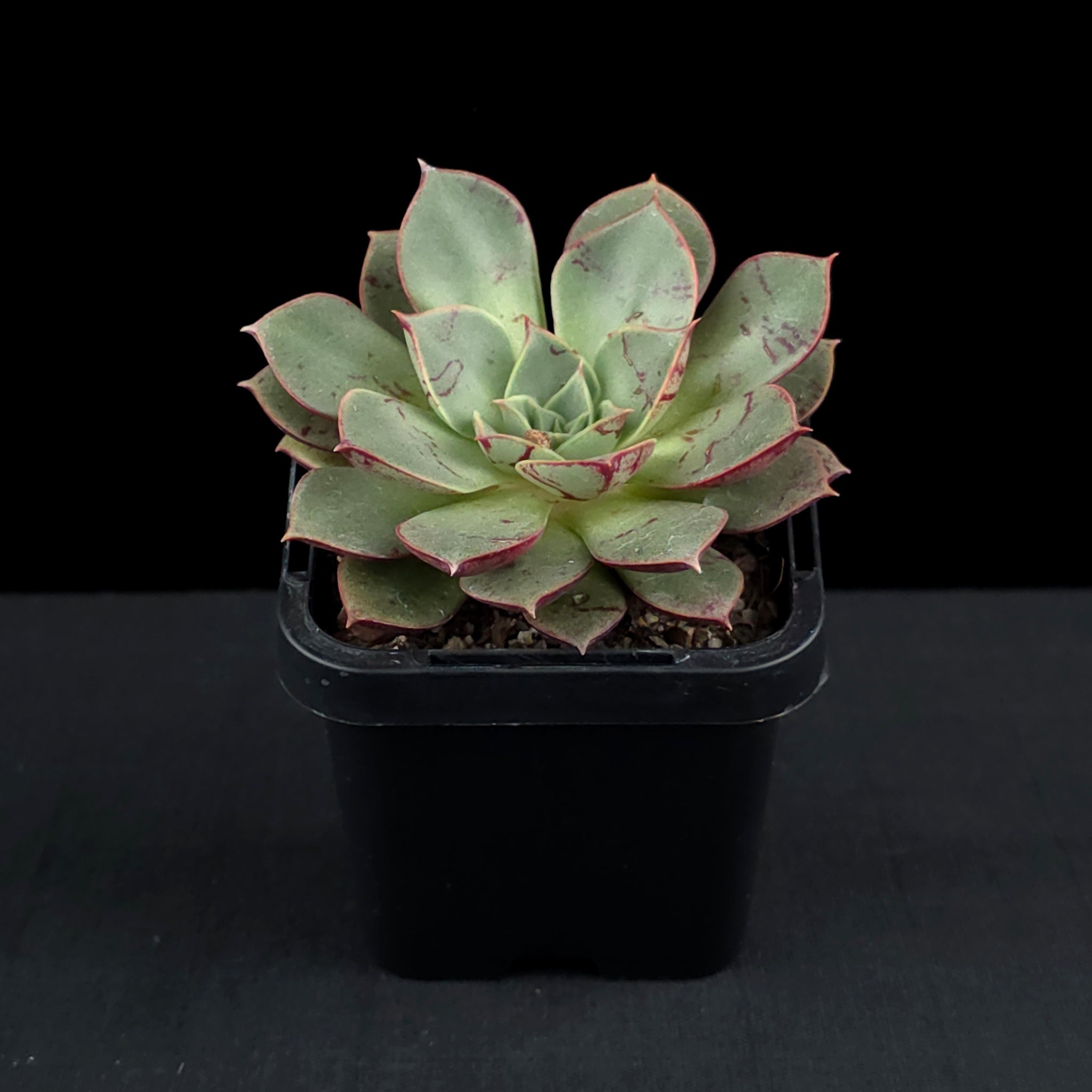 Echeveria 'Astarensis'