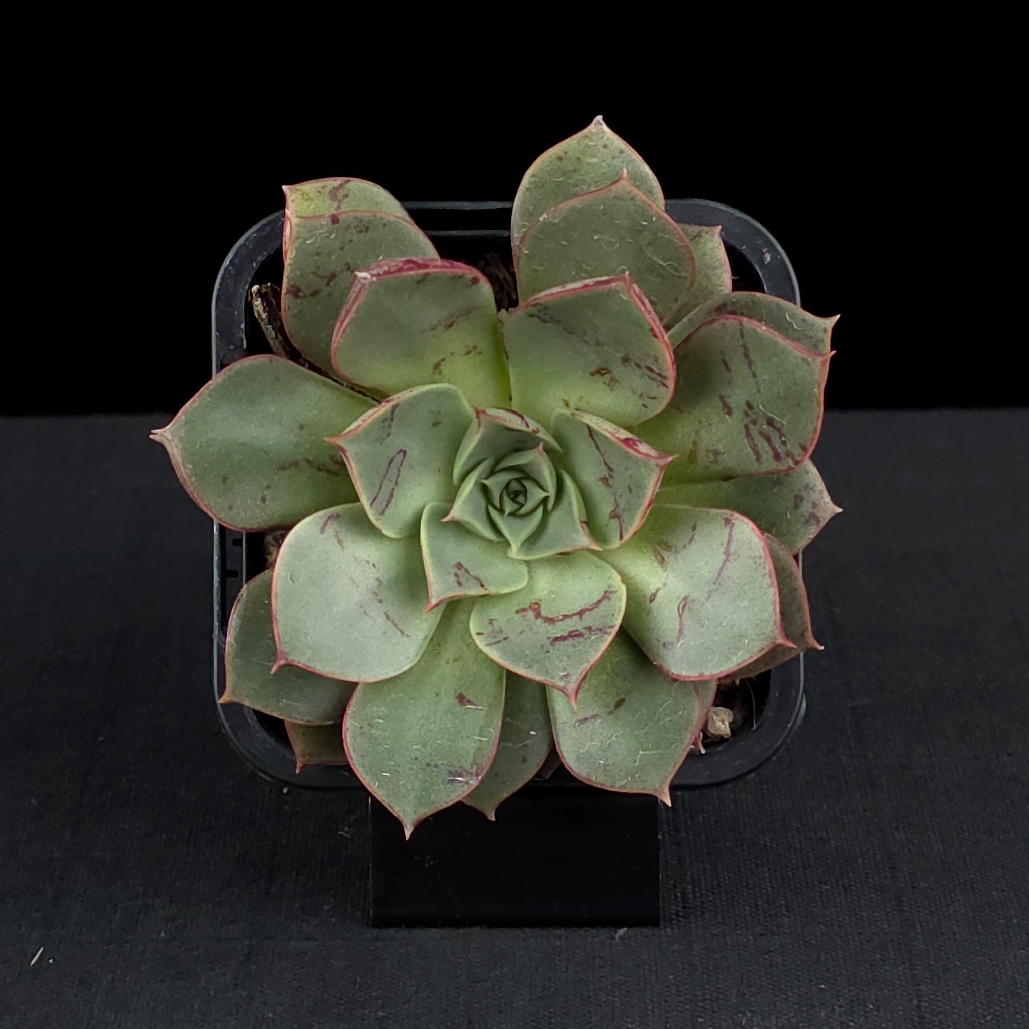 Echeveria 'Astarensis'